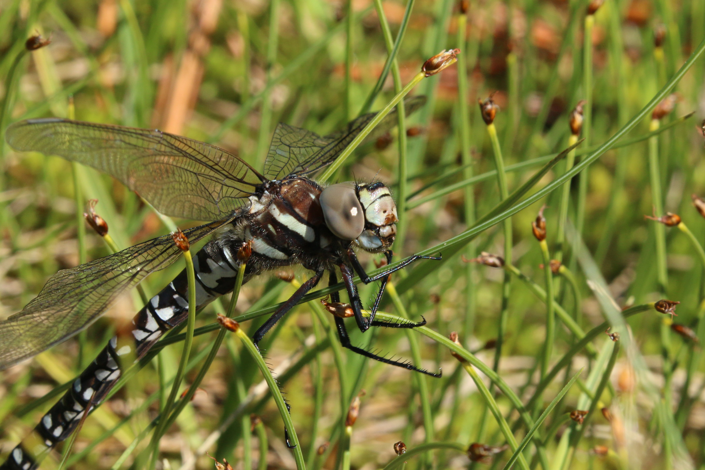 Ali non completamente asciutte