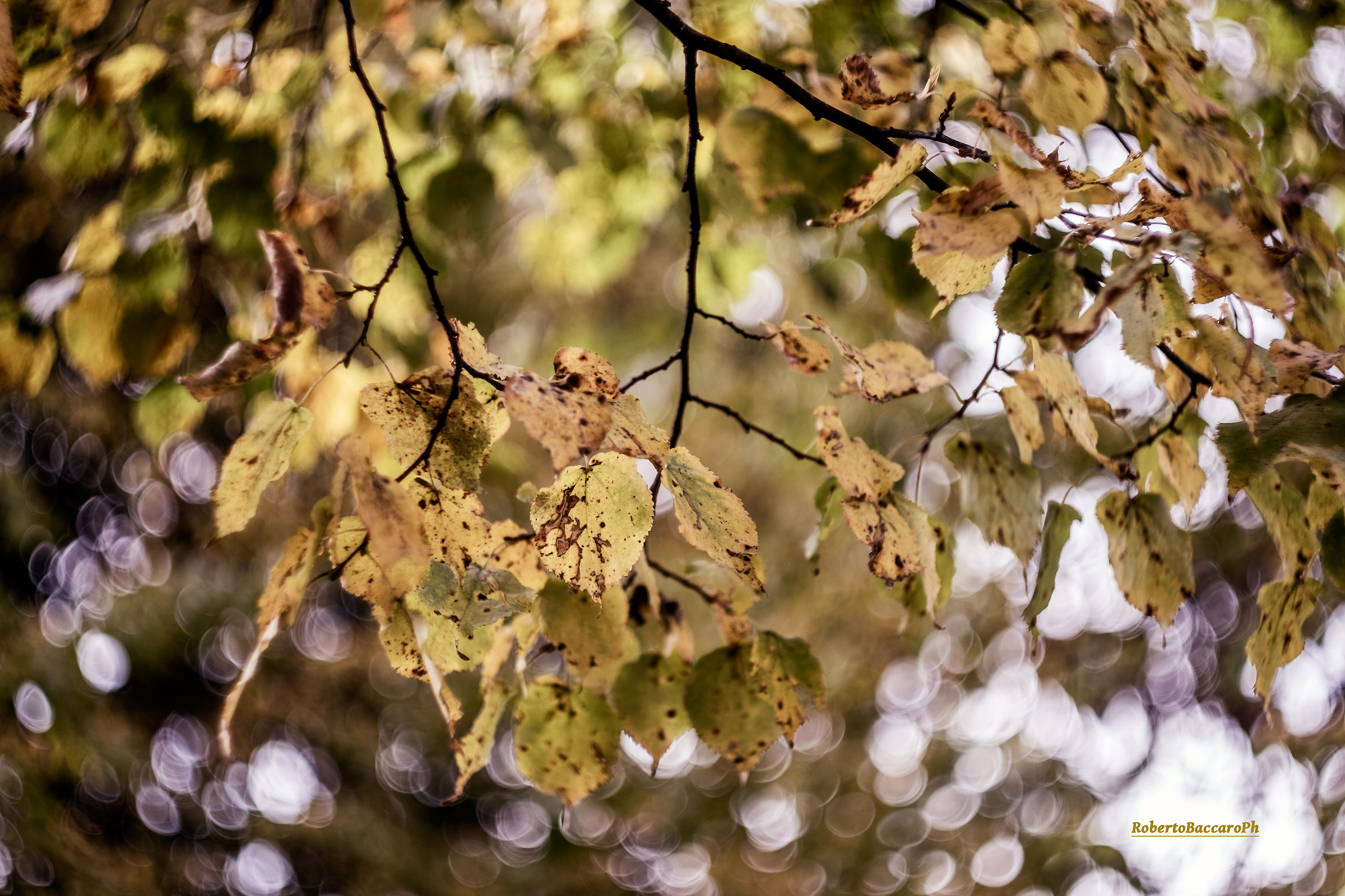 Autunno nel parco della Cavallerizza a Torino