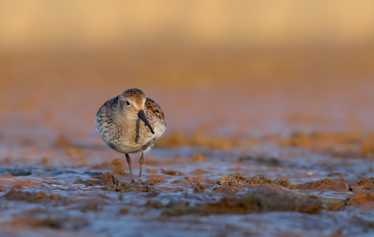 dunlin