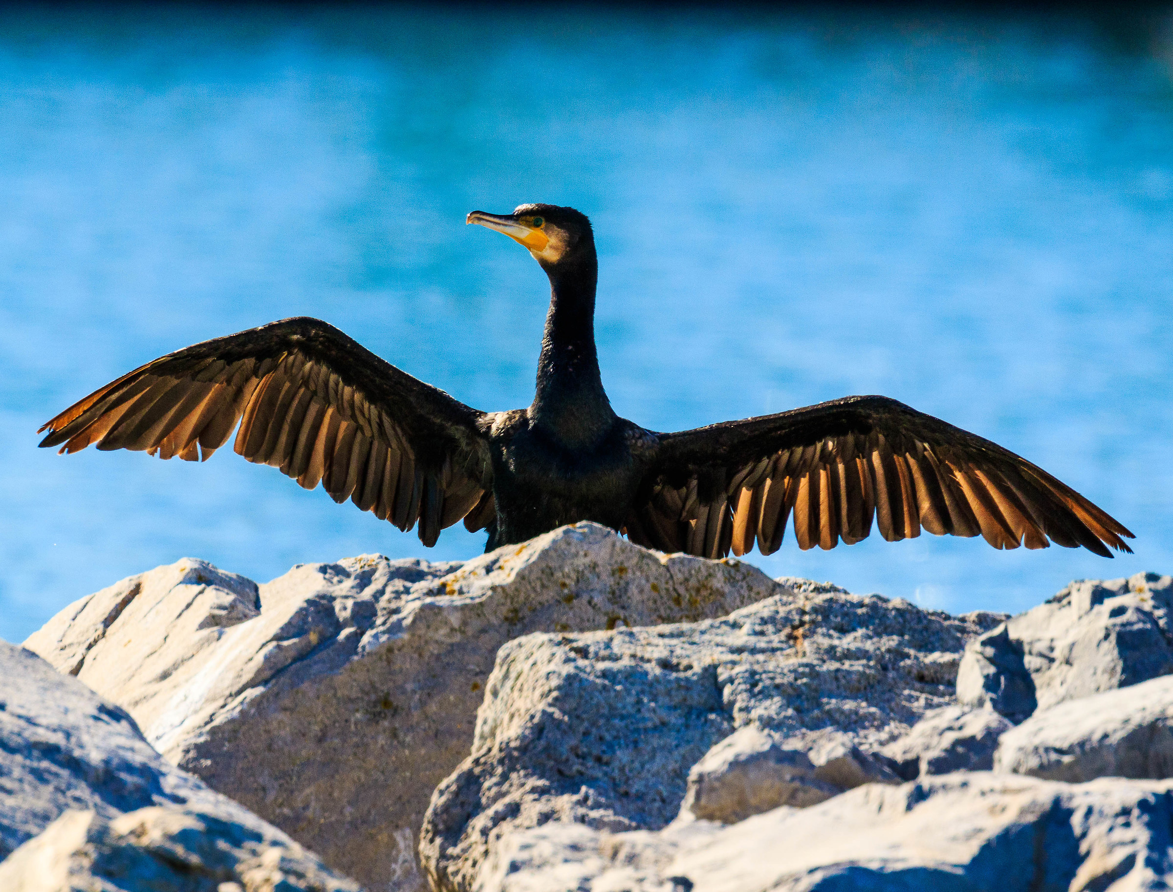 Cormorano
