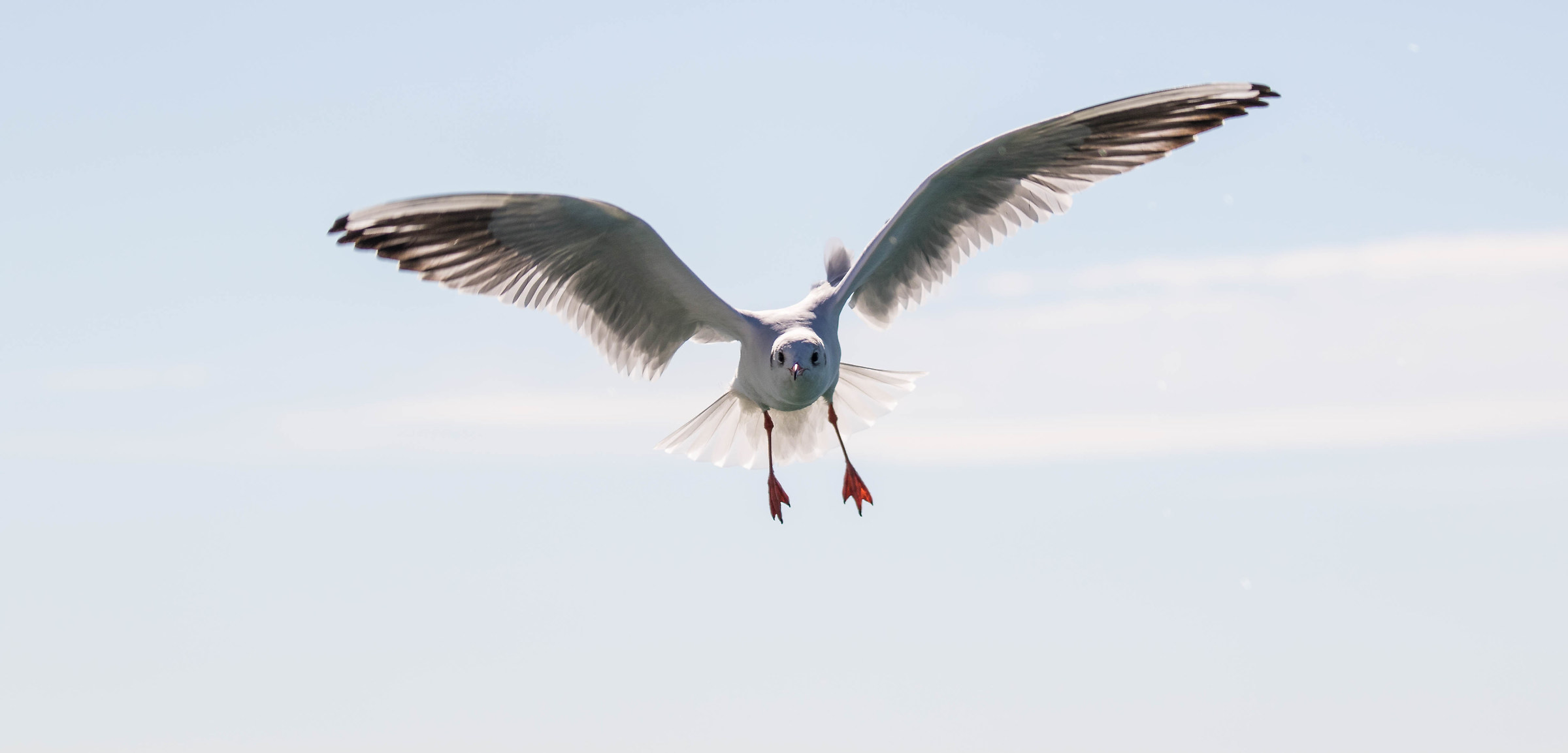 flaps extended, cart down - Lucky Landing