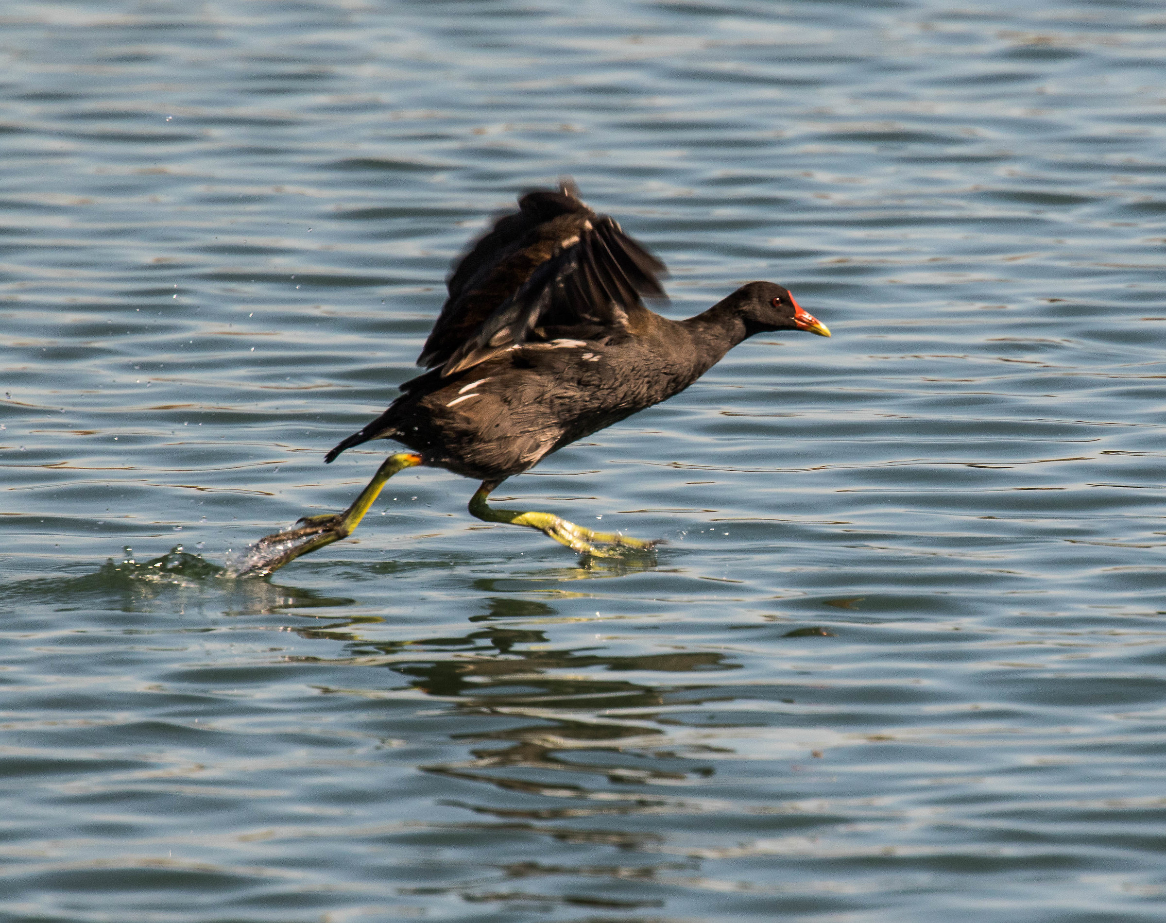 Moorhen (with superpowers ...;)