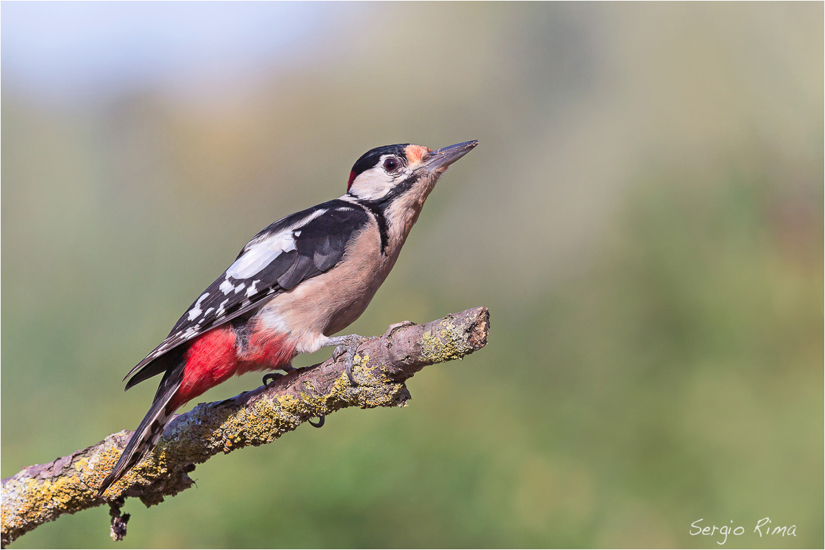 Spotted Woodpecker on the perch