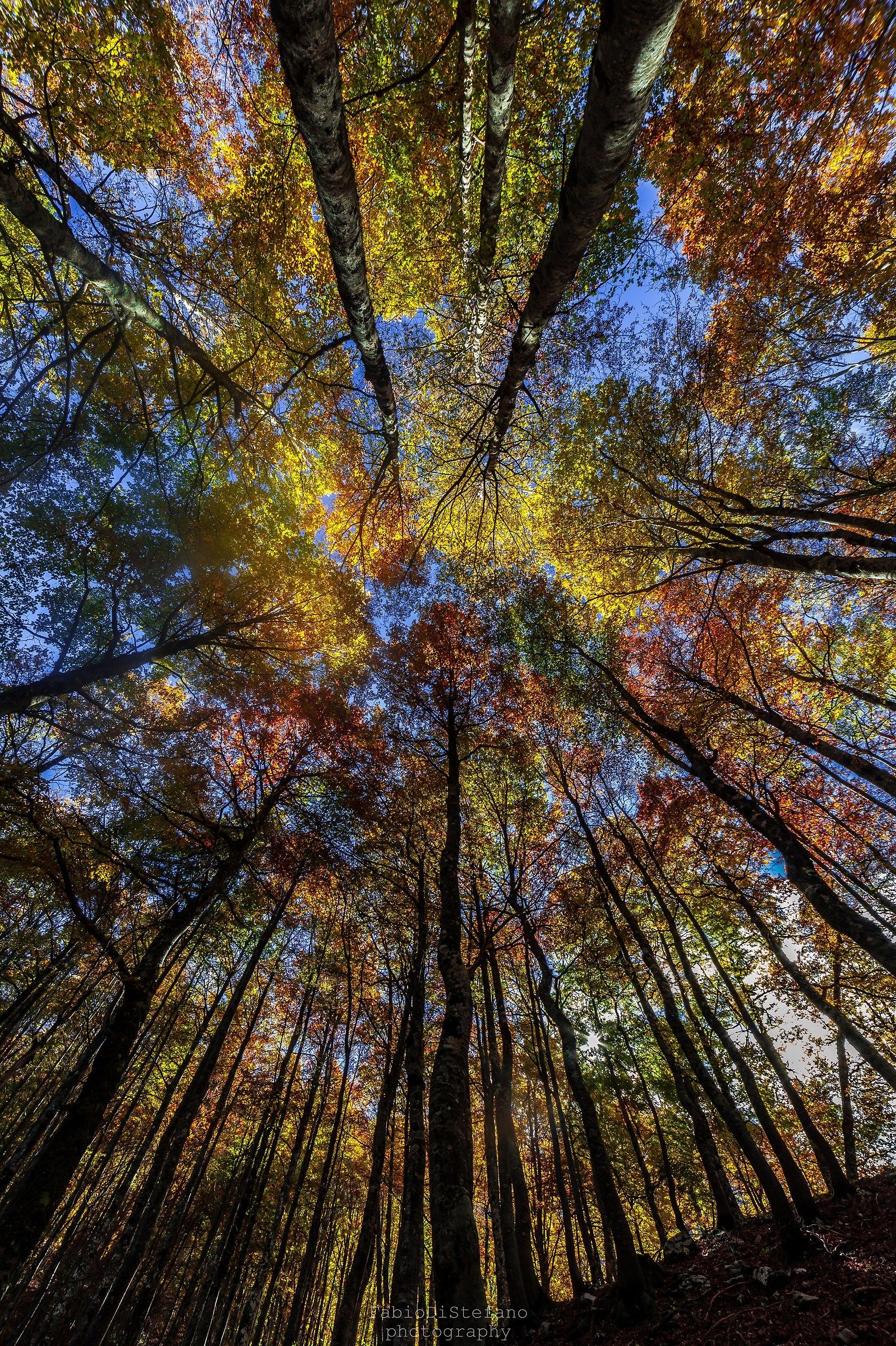 Colori d'Autunno a 12mm