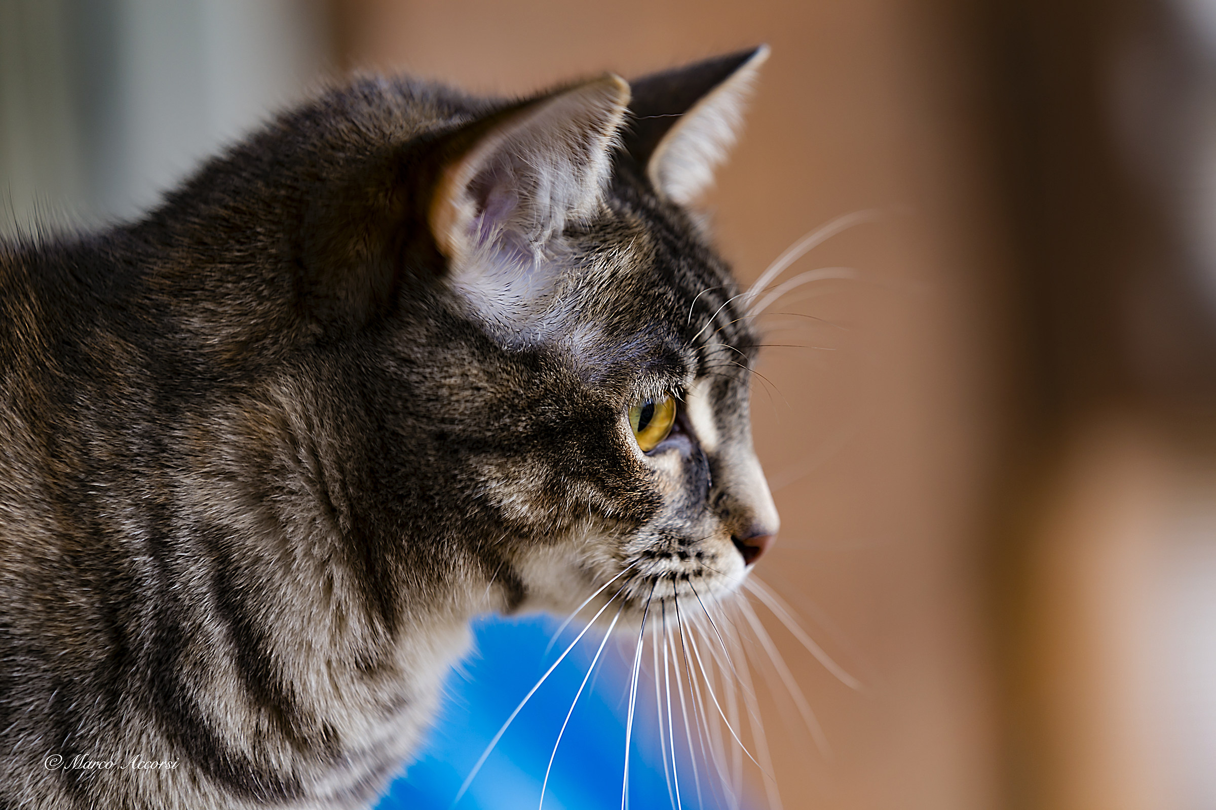 Il mio Nome è Louise