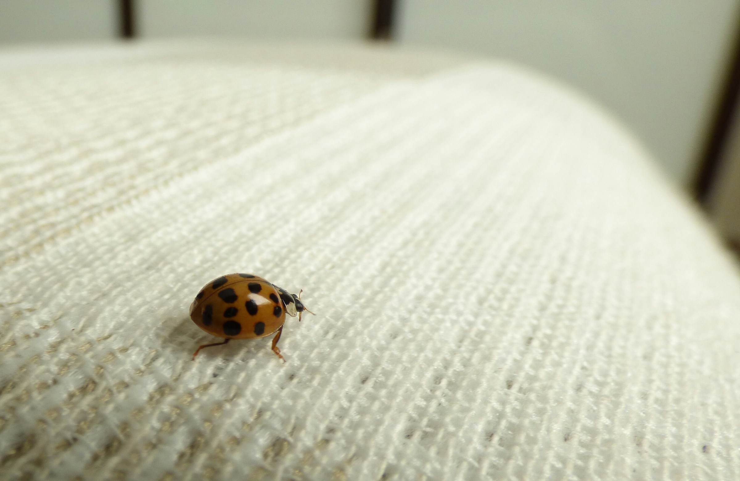 ... Un pochino di fortuna in più per tutti ...