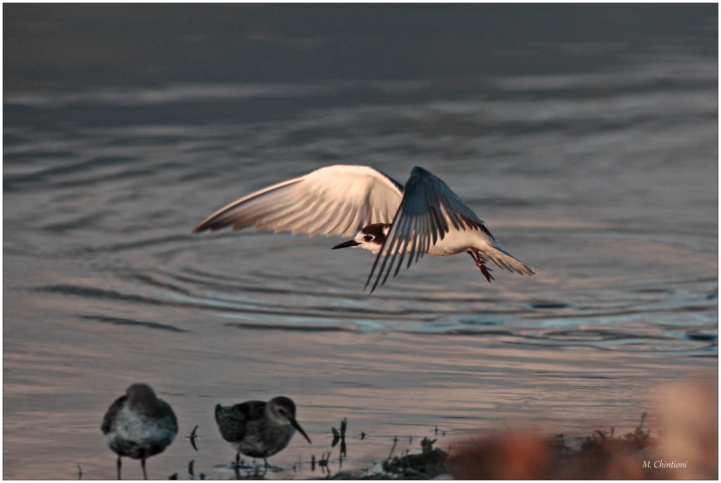 Black Tern City