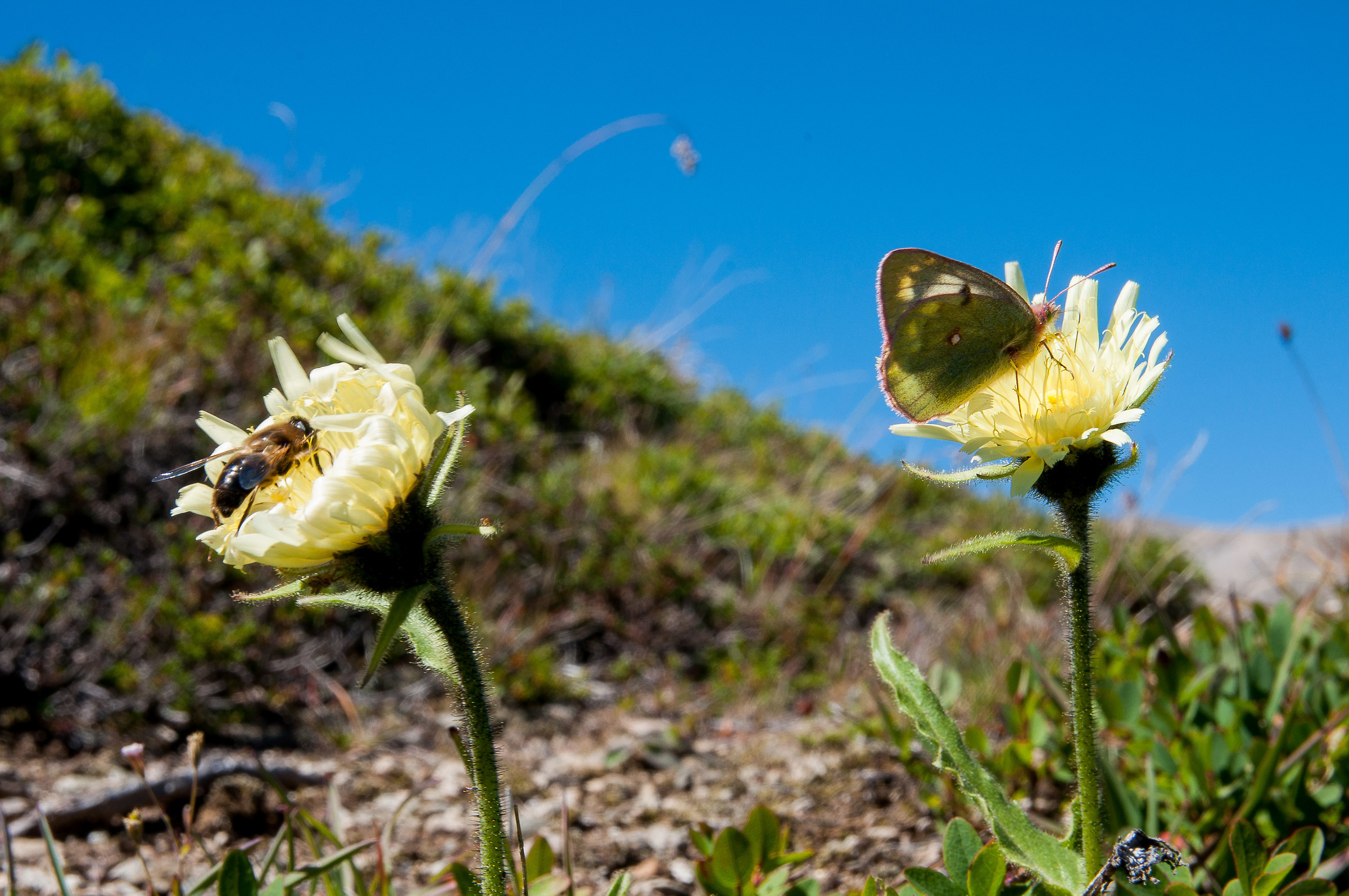Un fiore per uno....