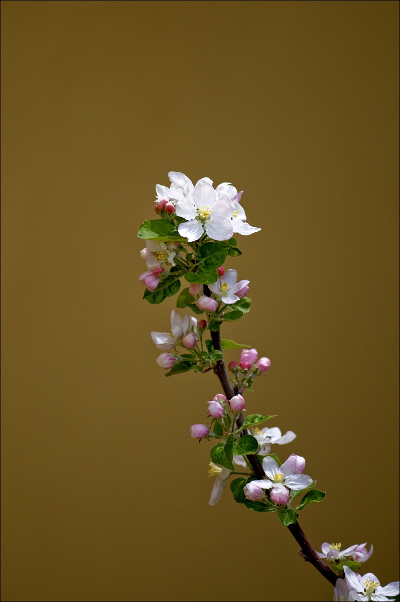 A flowering branch