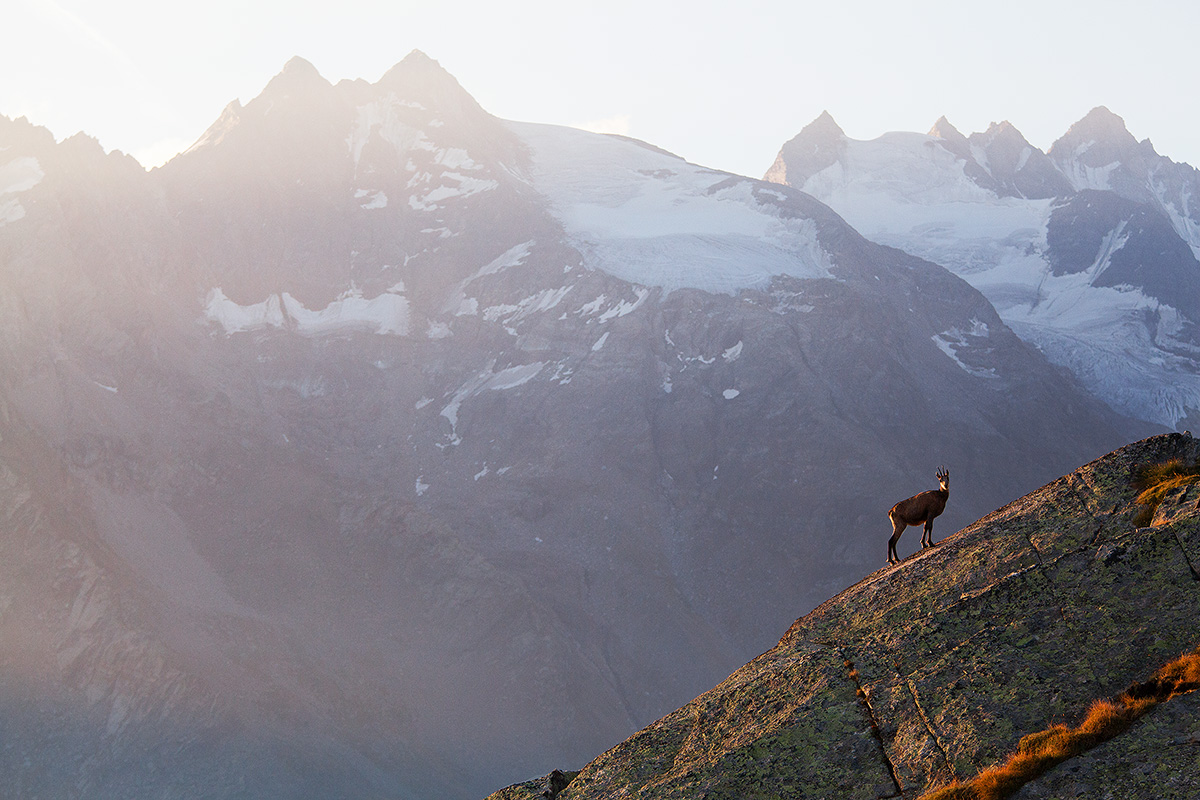 Suede to the Gran Paradiso National Park