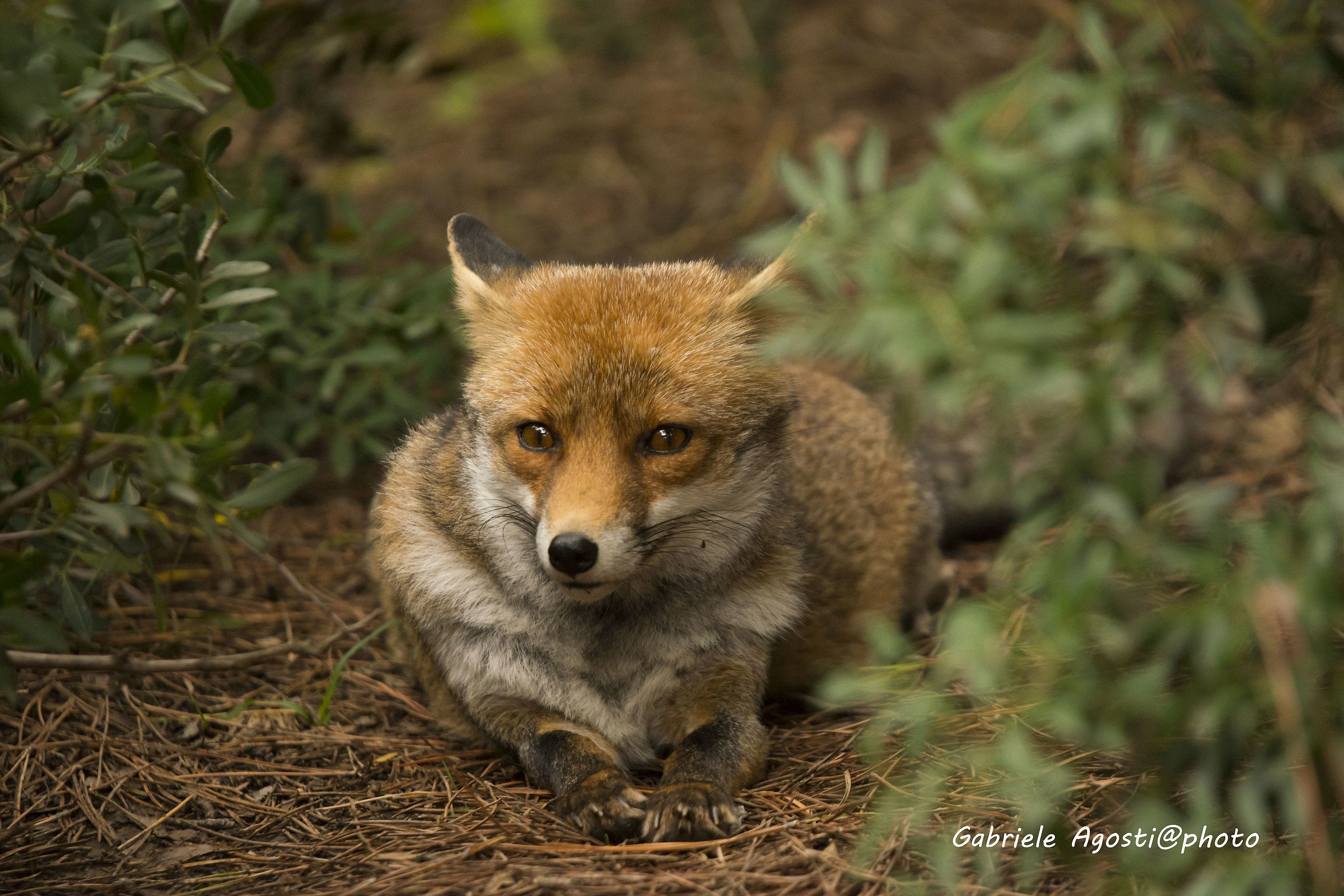 Fox relaxing ...
