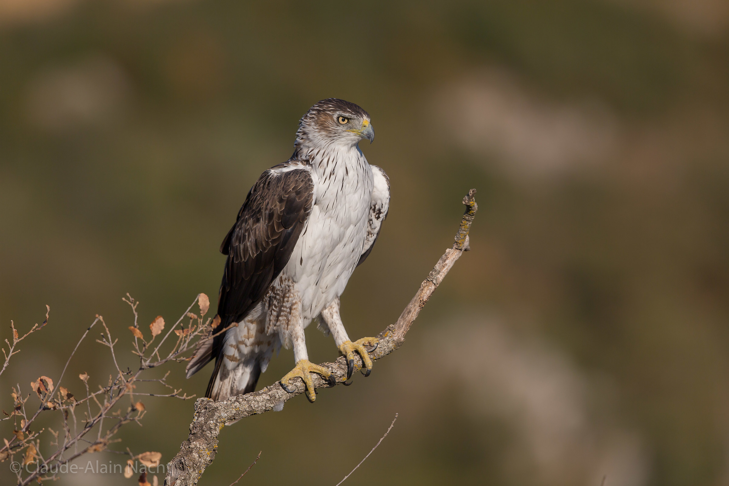 Aquila del Bonelli