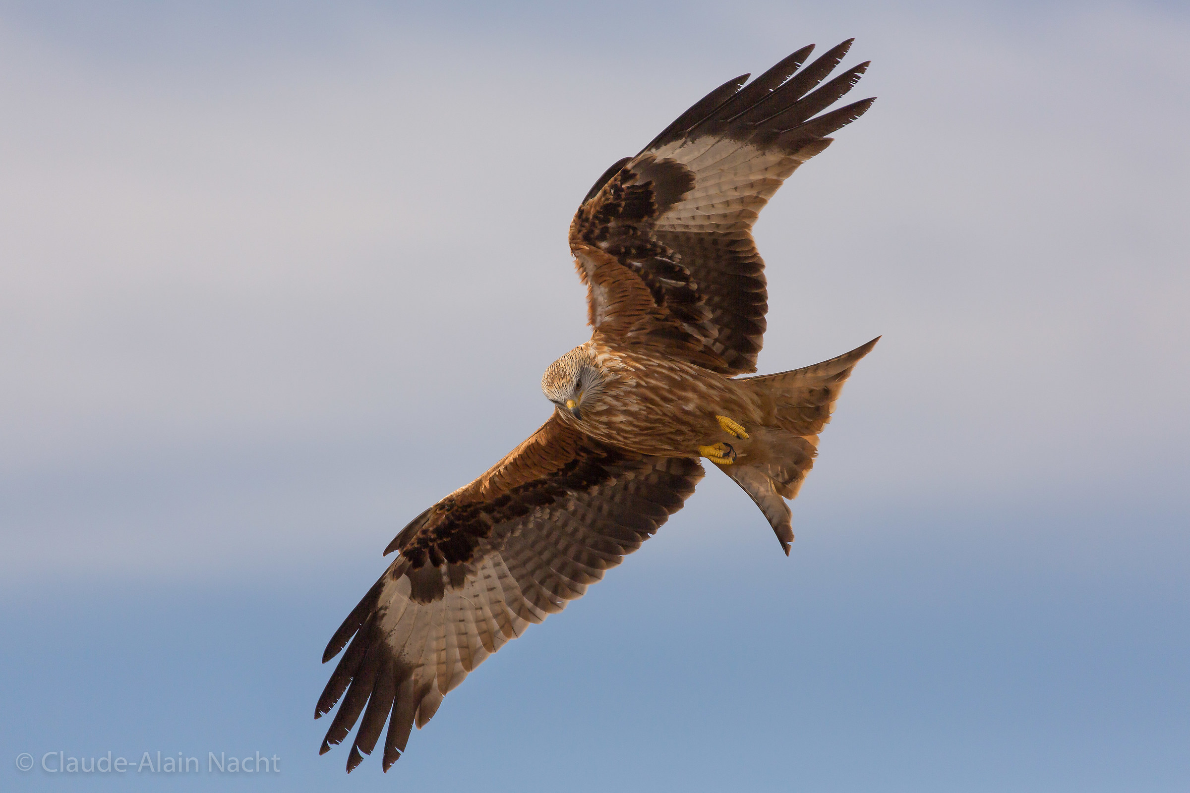 Red Kite
