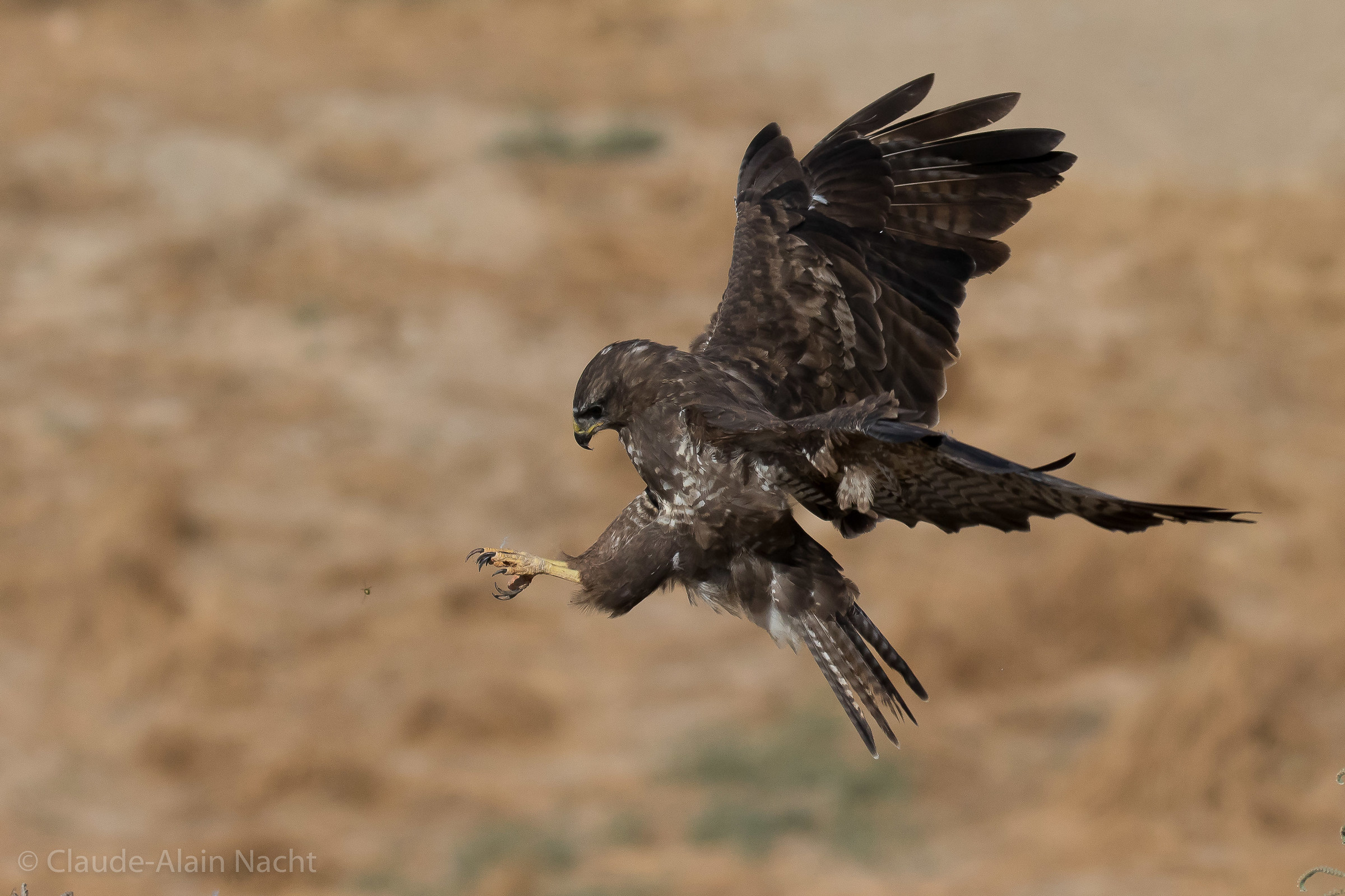 Buteo buteo