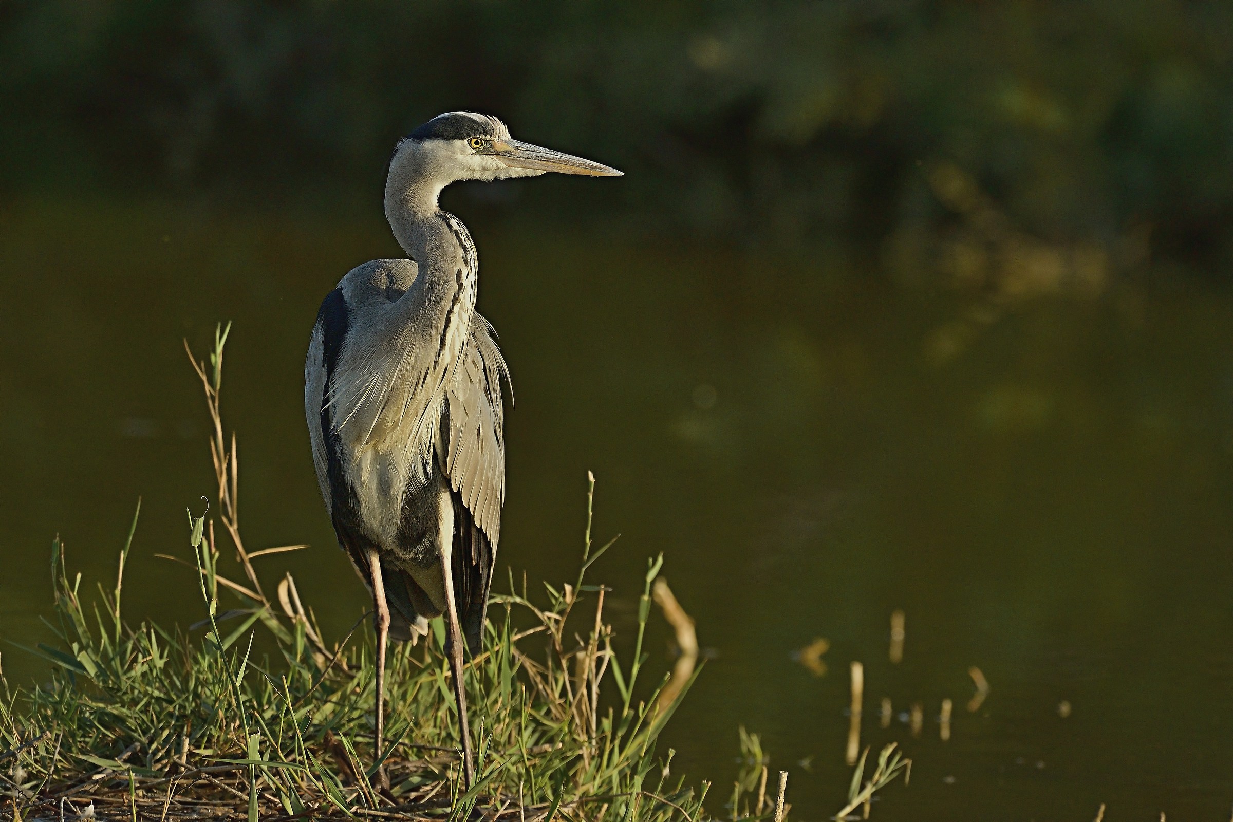 Cenerino al tramonto