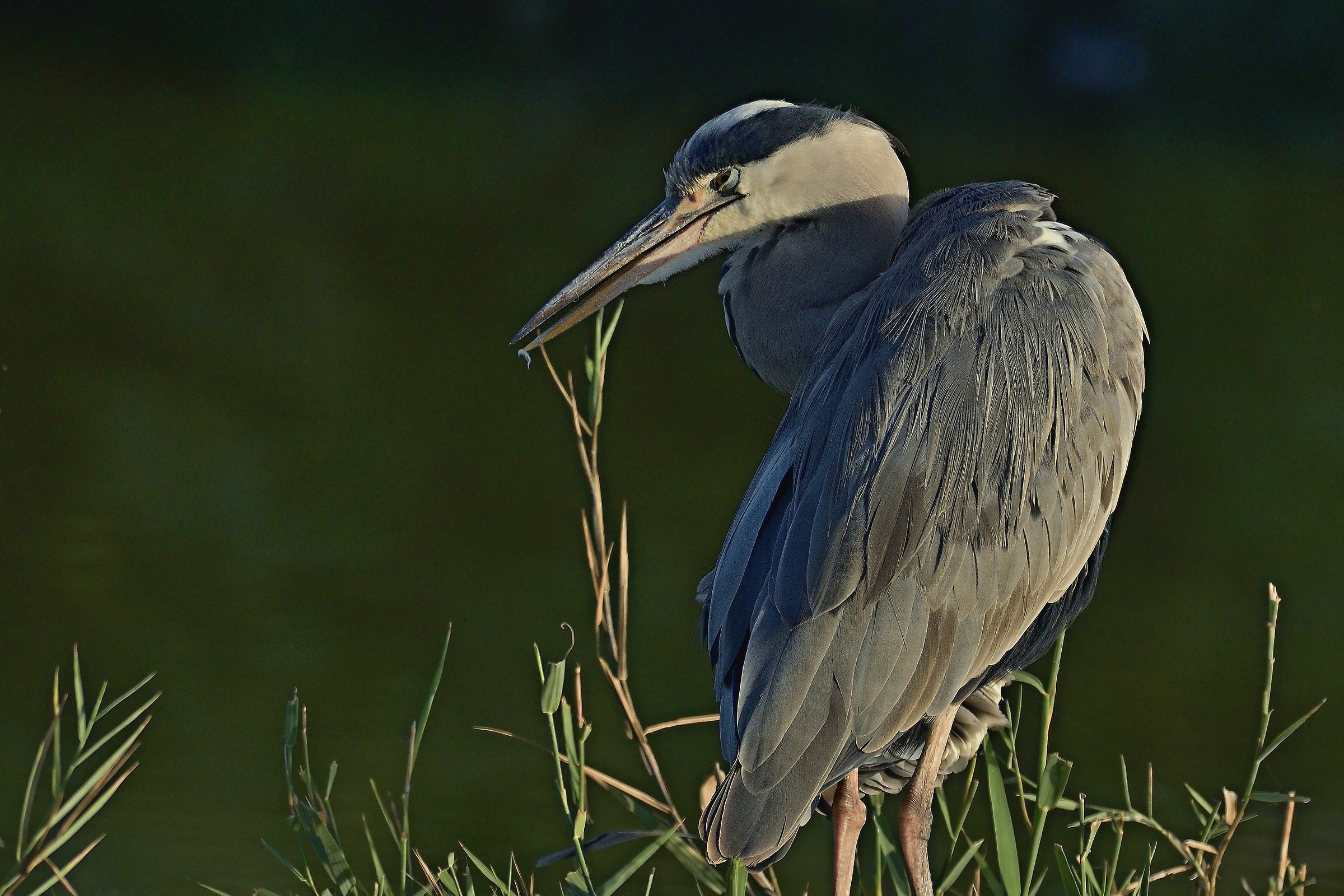 Il sorriso del Cenerino