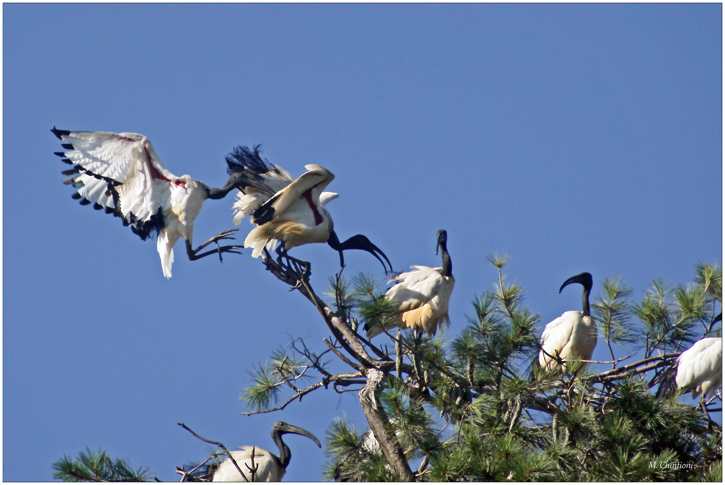 " Frenaaaaa ... " --- Ibis Sacro