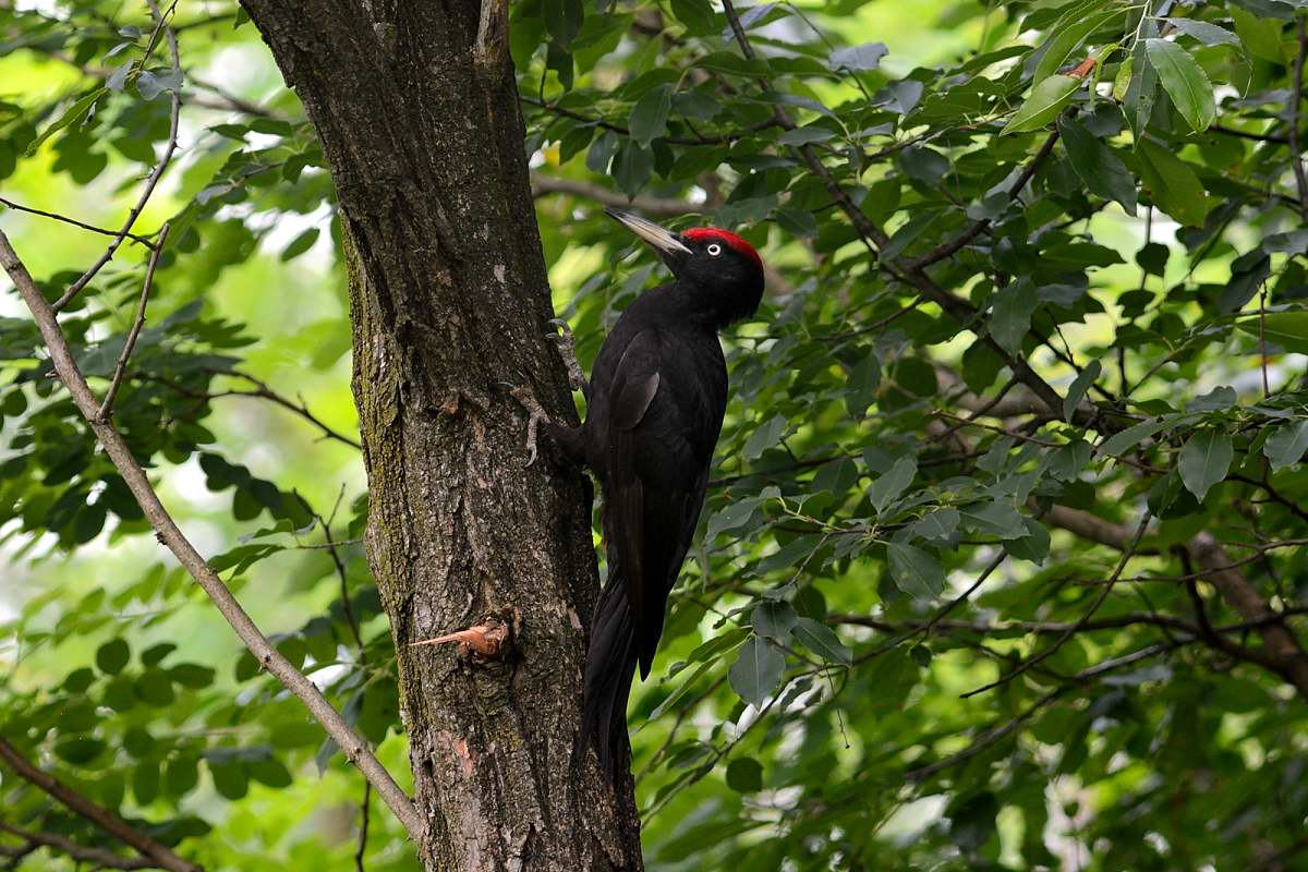 black woodpecker