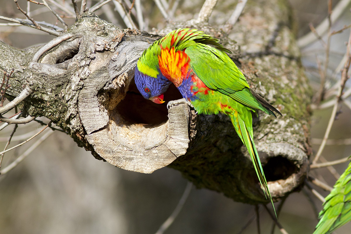 Rainbow Lorikeet Rainbow budgie
