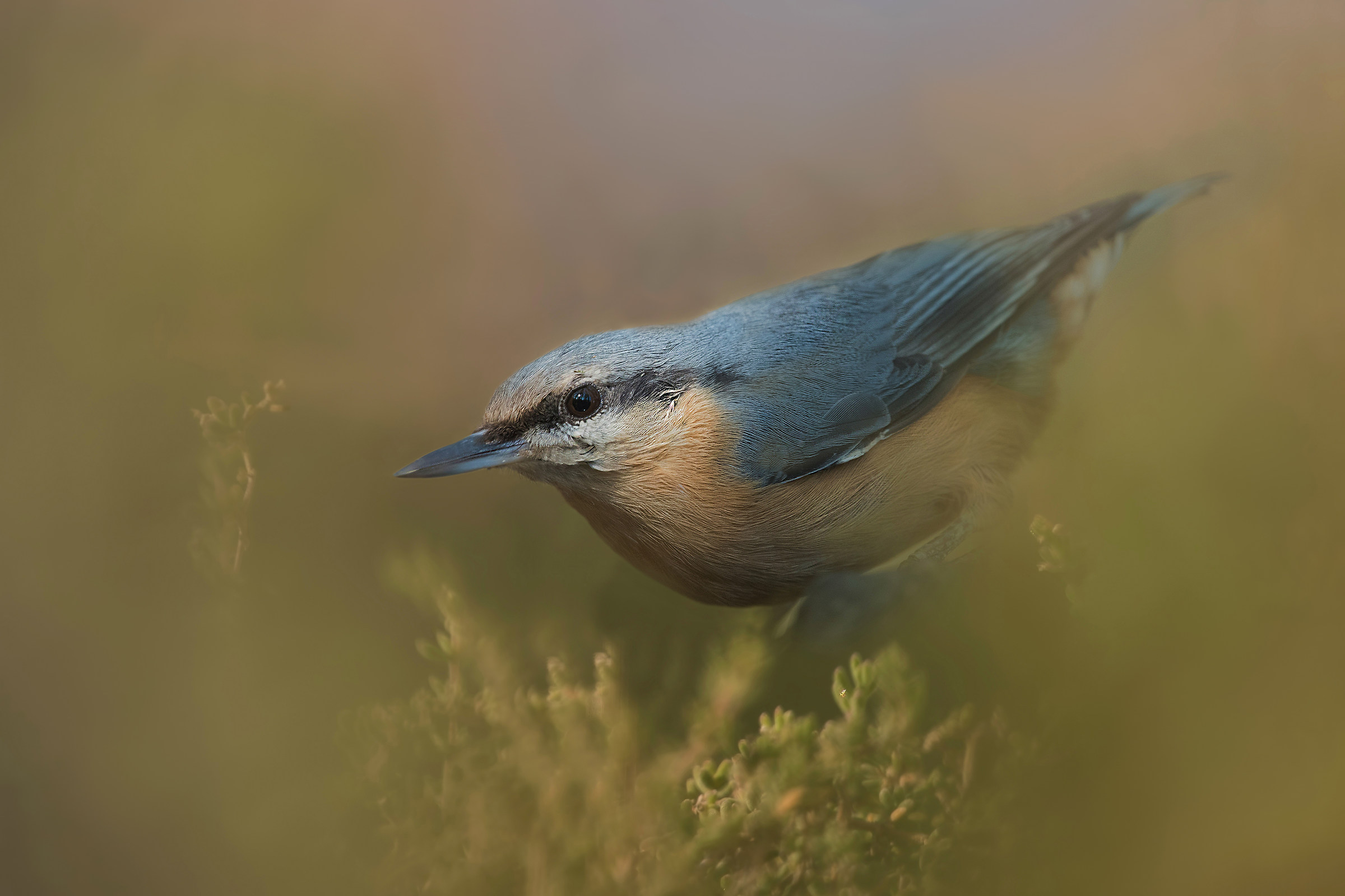 nuthatch