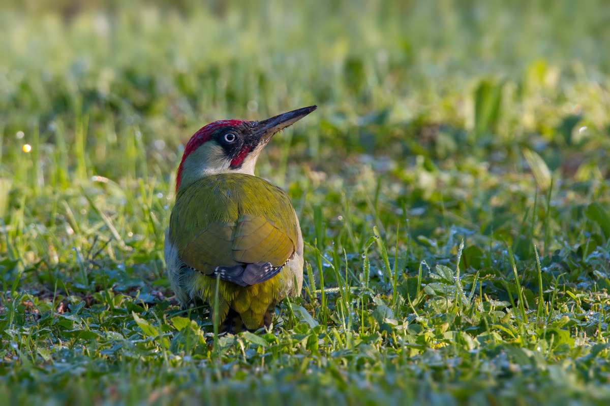 green woodpecker