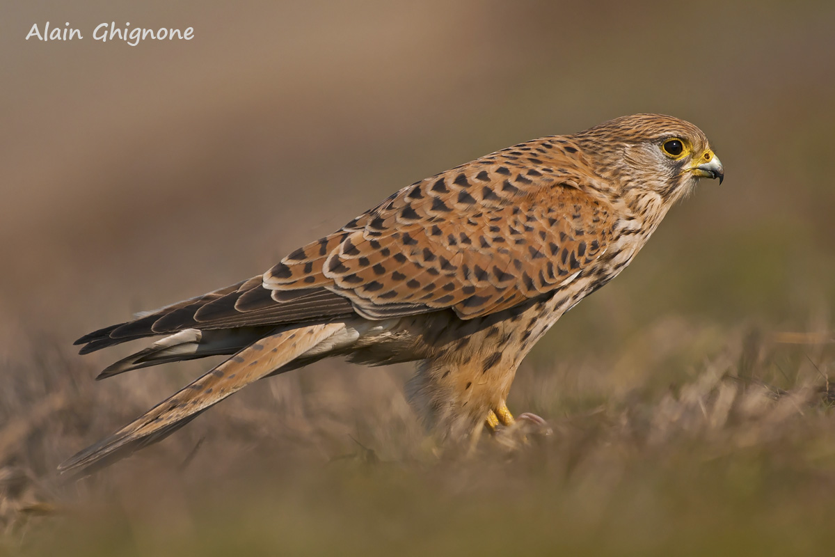 Kestrel - Falco tinnunculus
