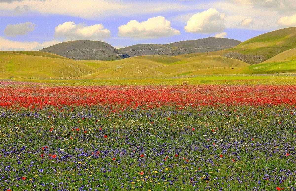 A bale in paradise ....