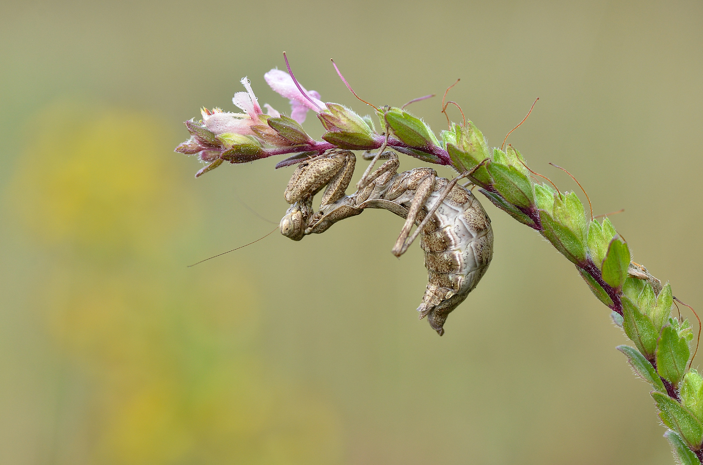 Ameles spallanzania - Femmina gravida