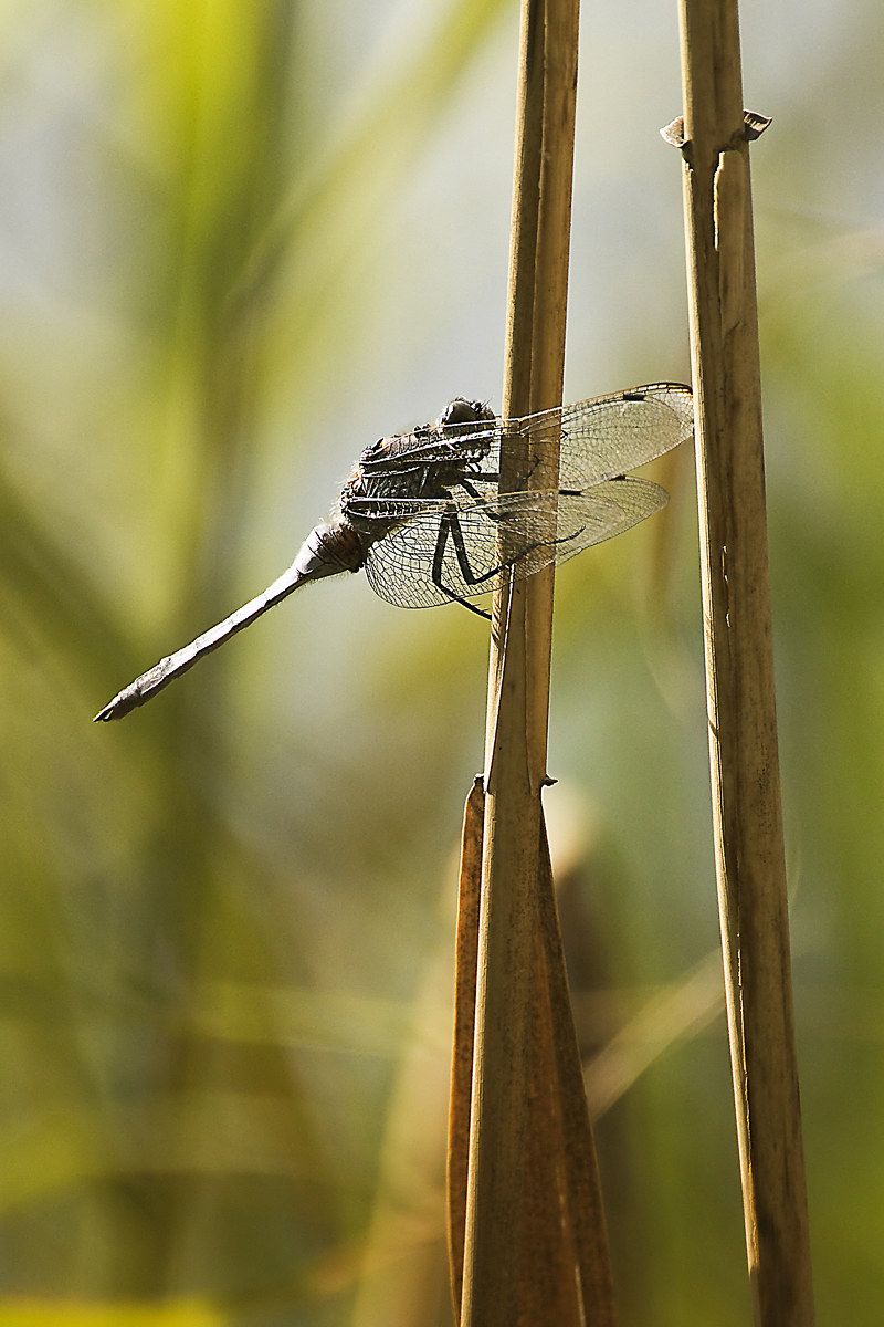 the last ray of sunshine
