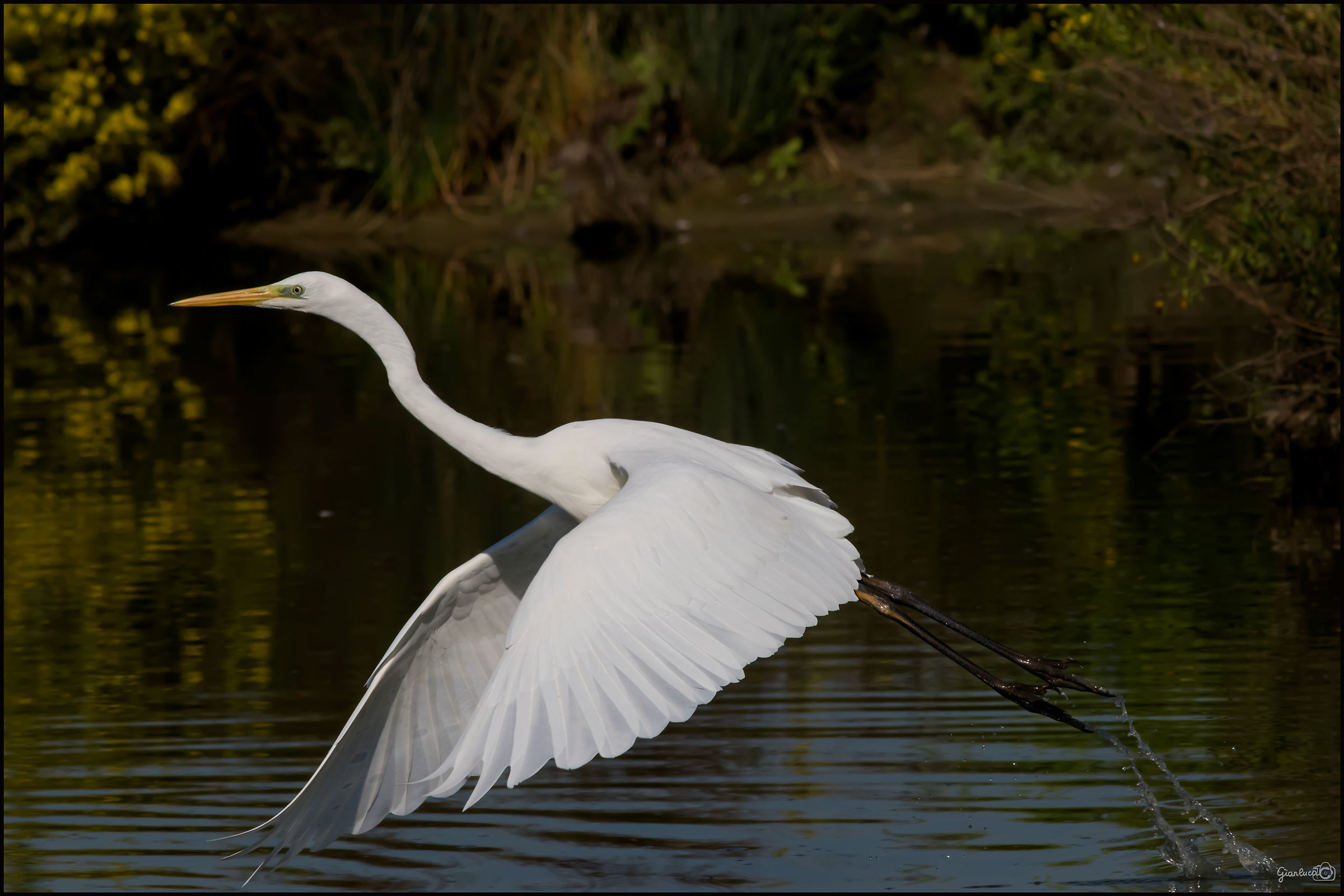 Un saluto all'avifauna (arrivederci, spero....)