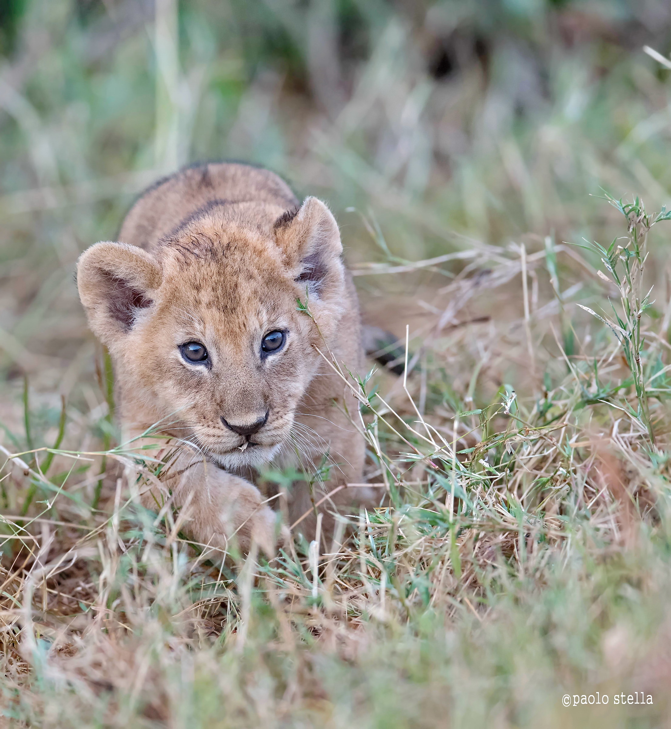il piccolo esploratore