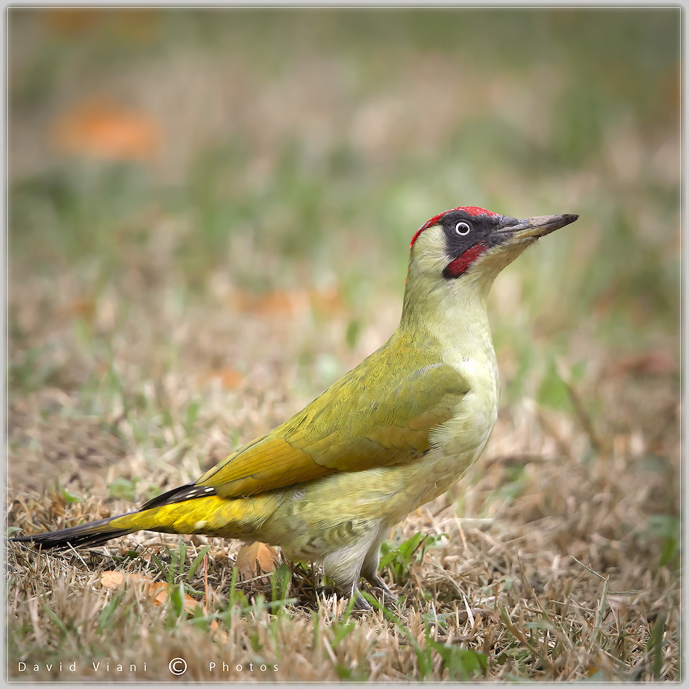 green woodpecker