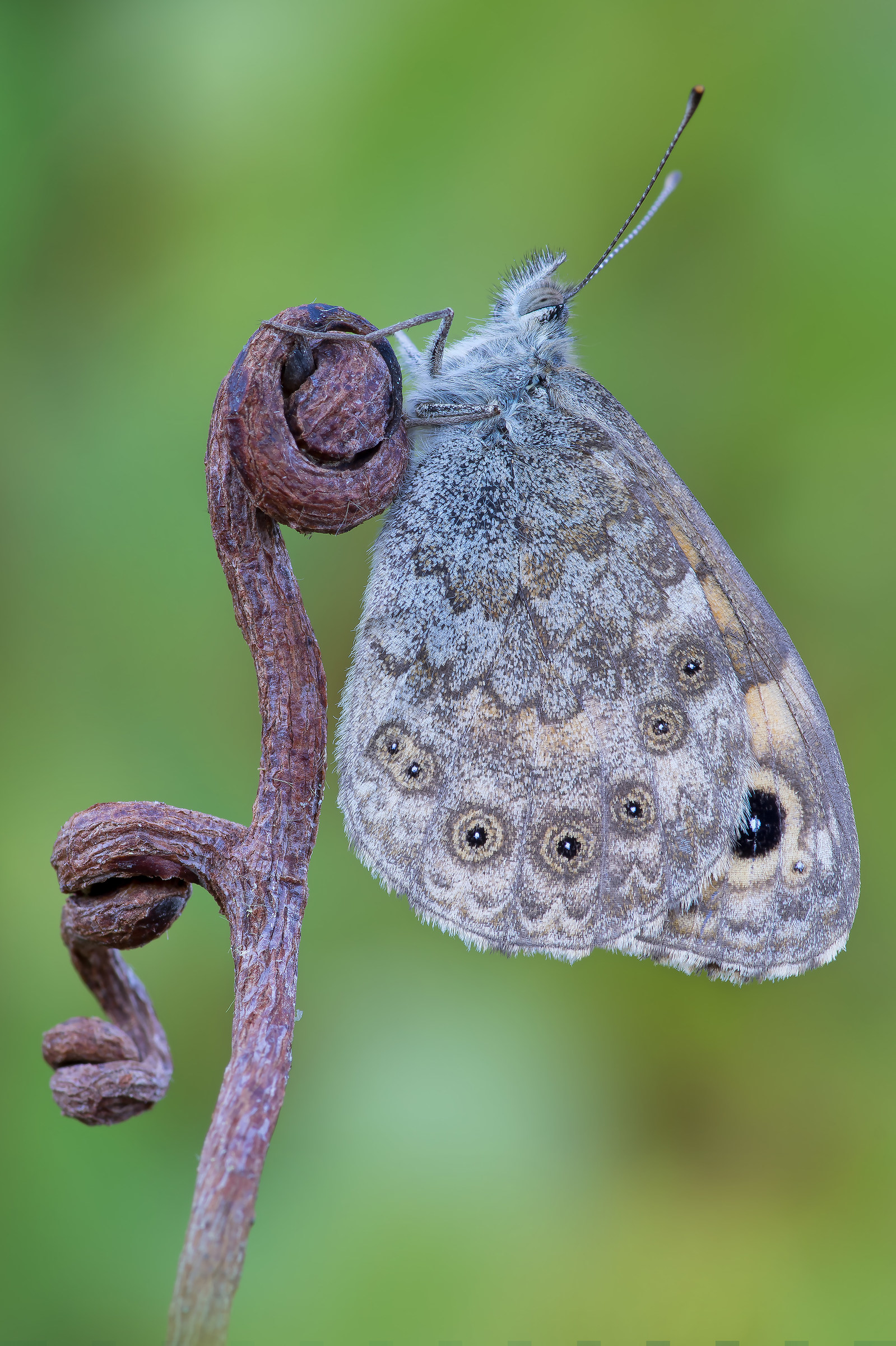 Lasiommata megera - Pixelshift