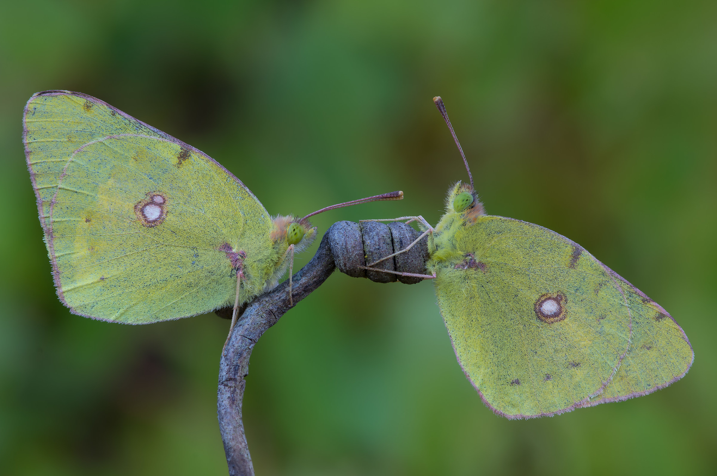 Colias croceus couple - Pixelshift