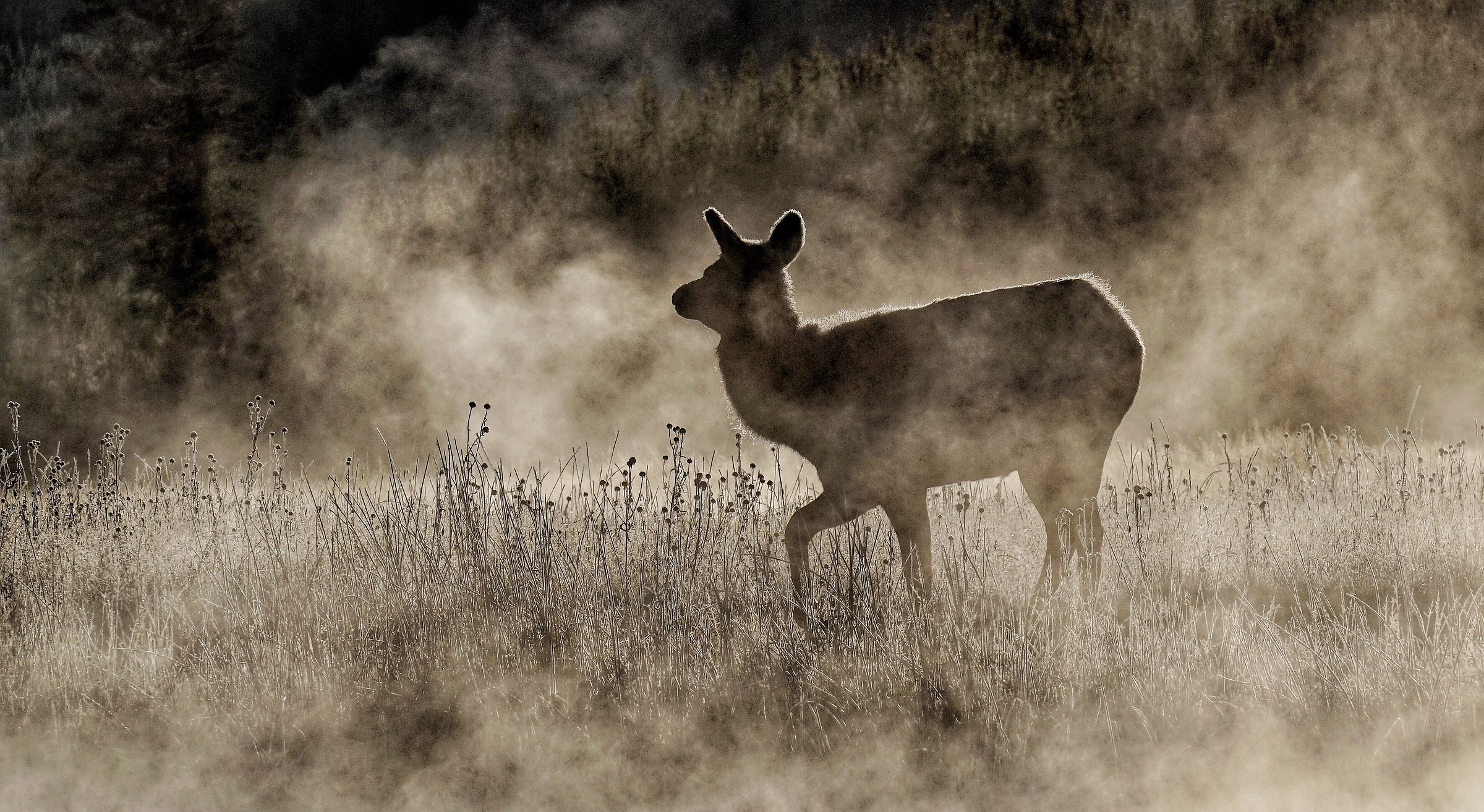 Elk in Yellowstone