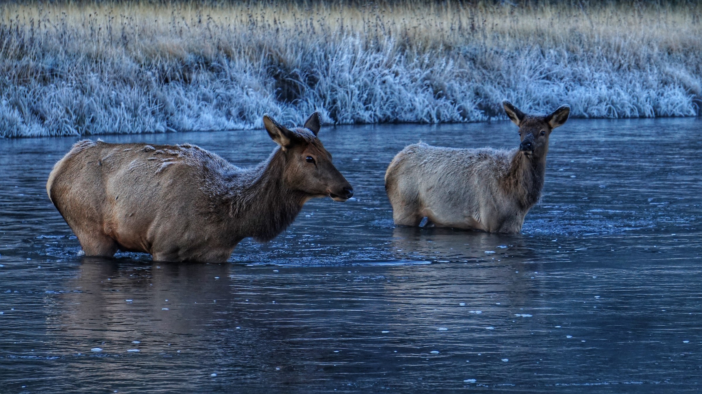Wapiti in Yellowstone 2