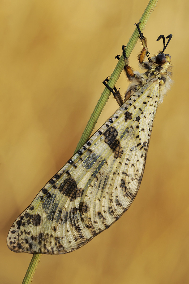 Palpares libelluloides