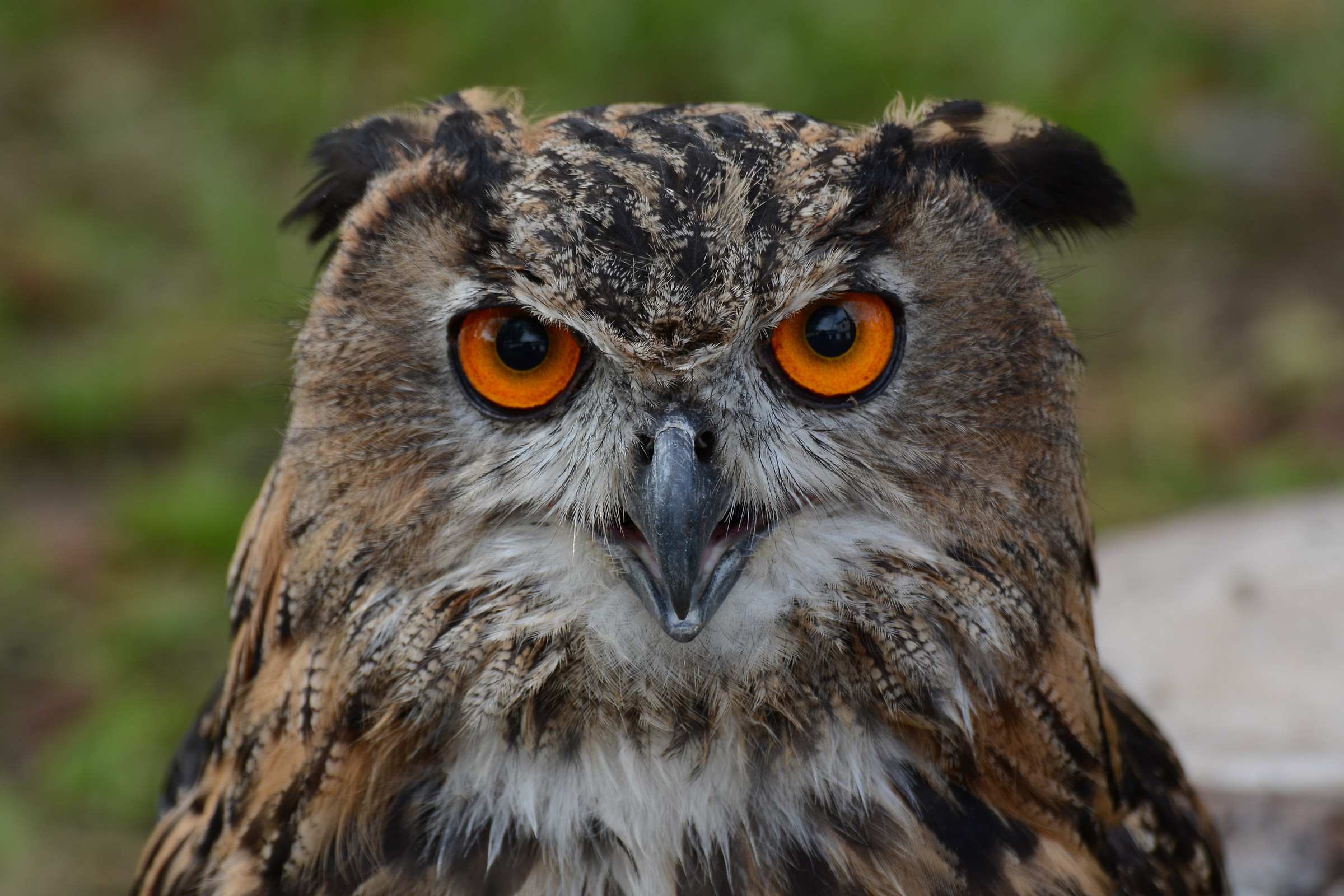 Eagle owl