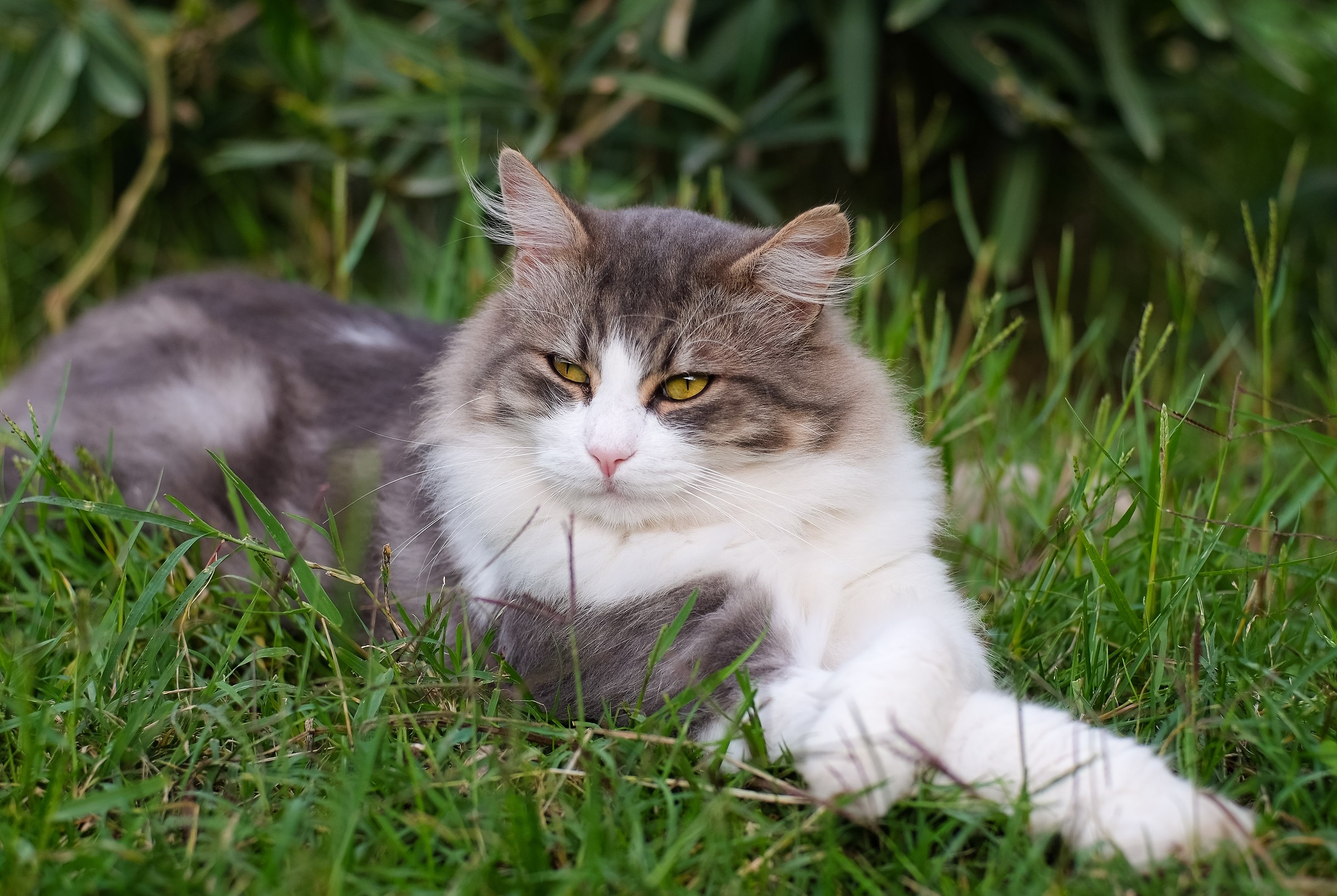 Always ready to hunt ... (well).