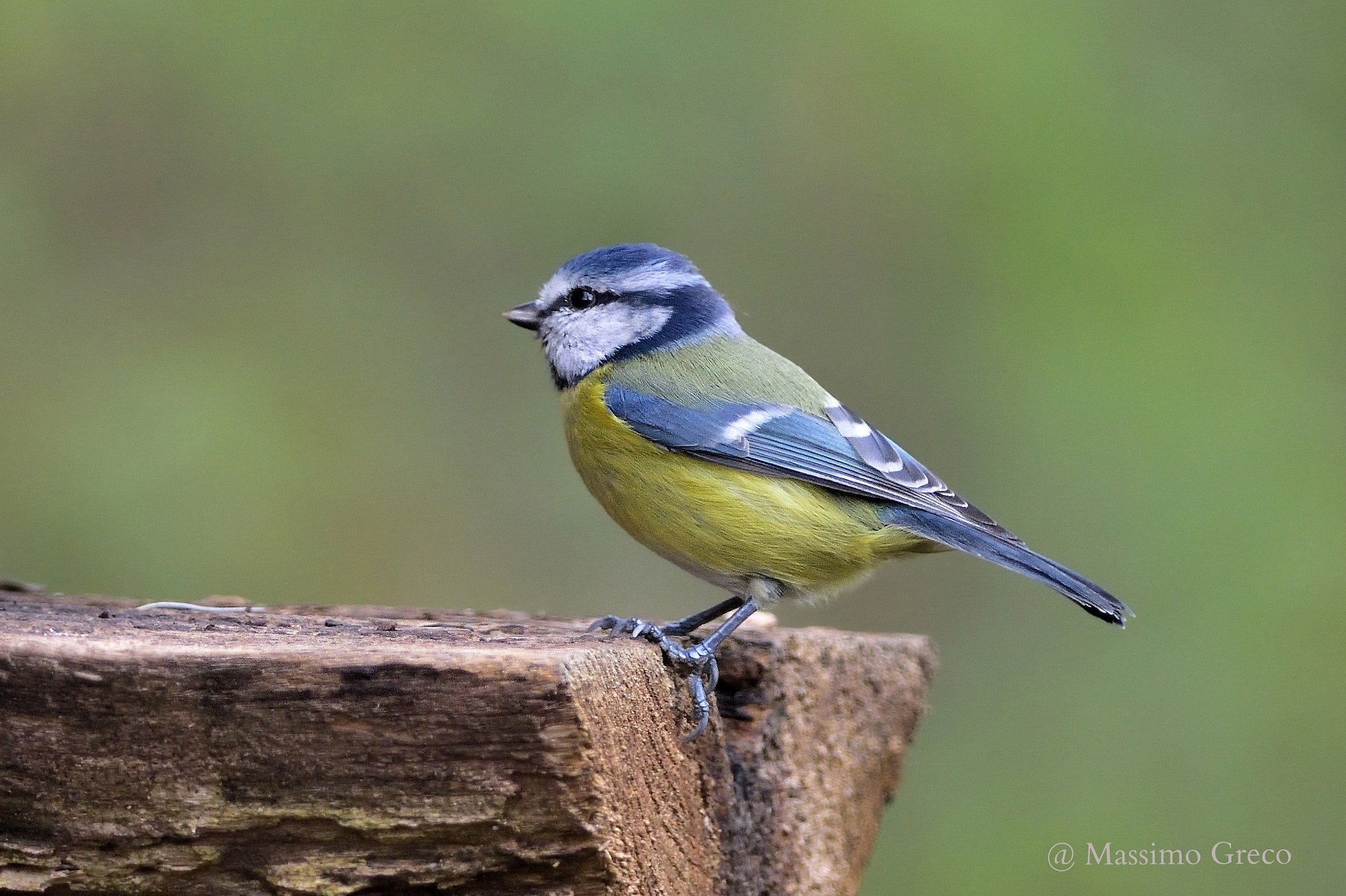 Cinciarella (Cyanistes caeruleus)