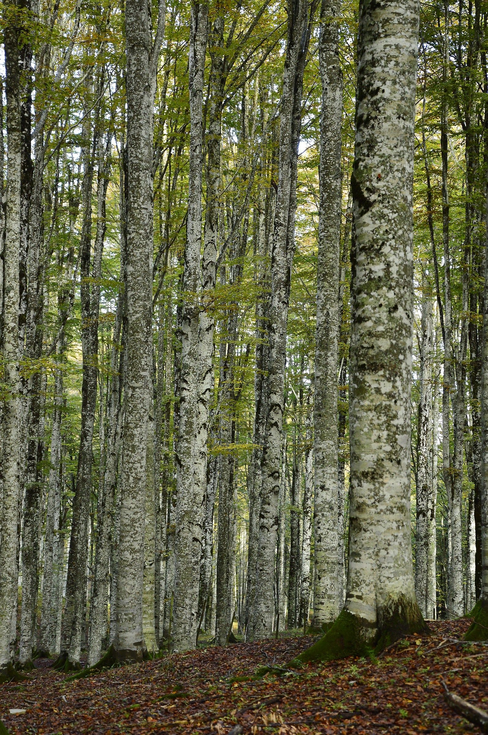 Una foresta di faggi