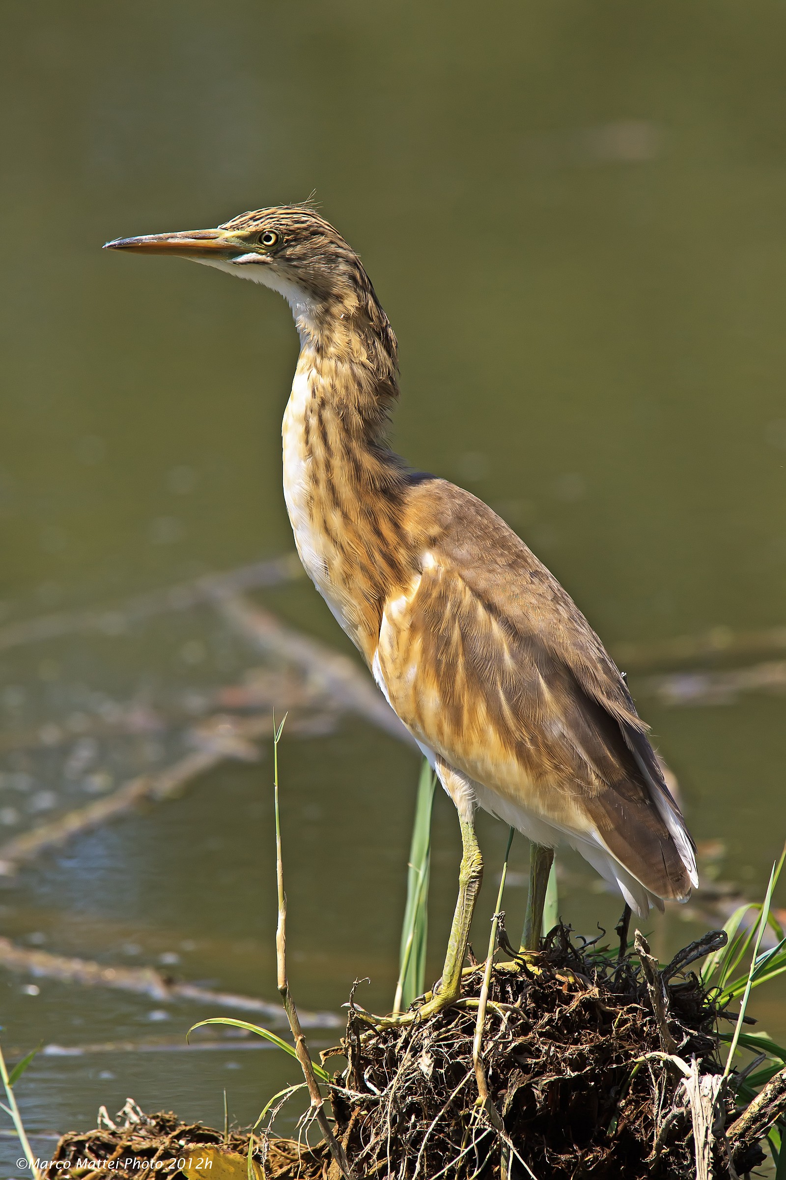 Sgarza Ciuffetto Juvenes 2