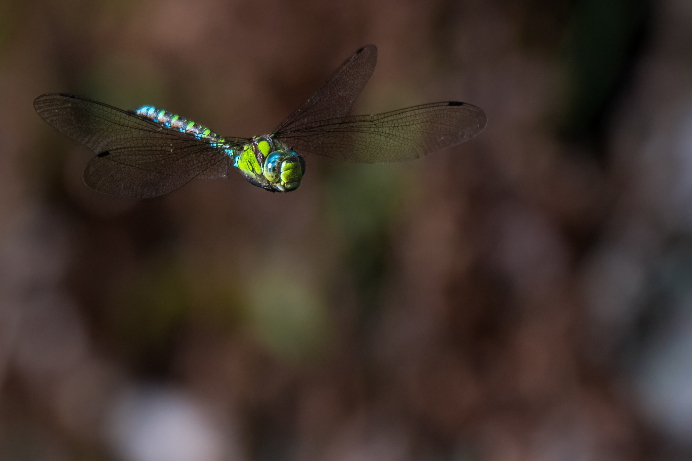 flying dragonfly