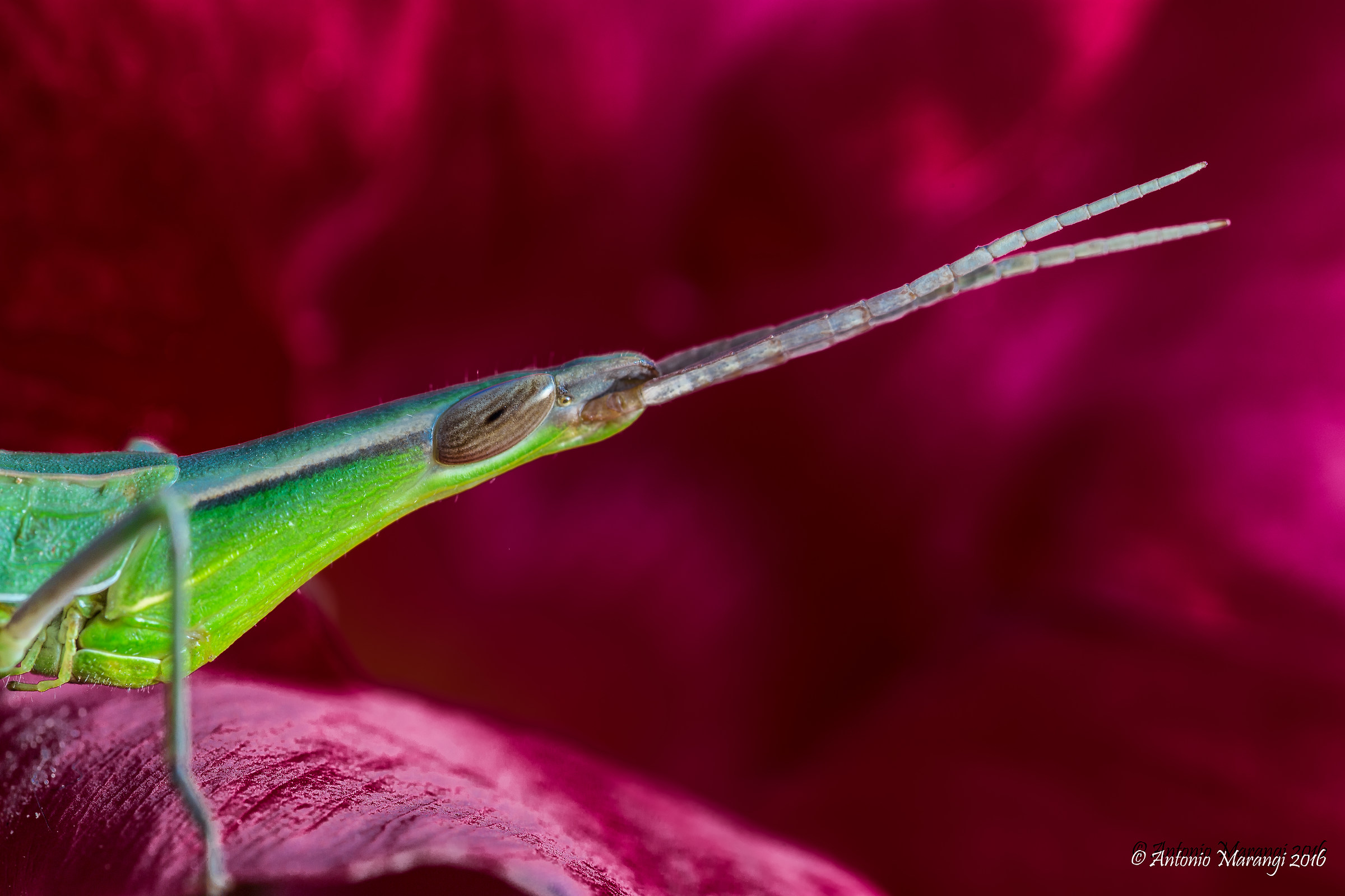 a strange grasshopper