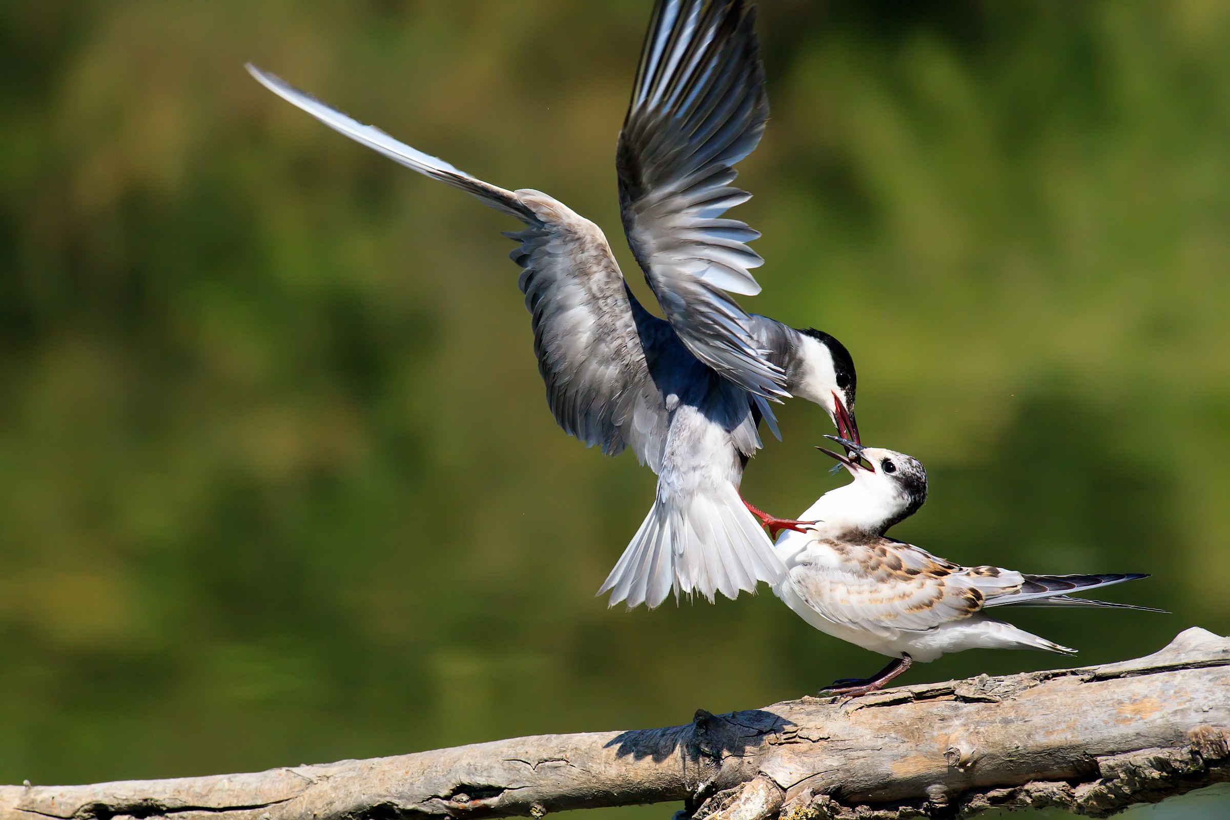 Mignattina take the little 2