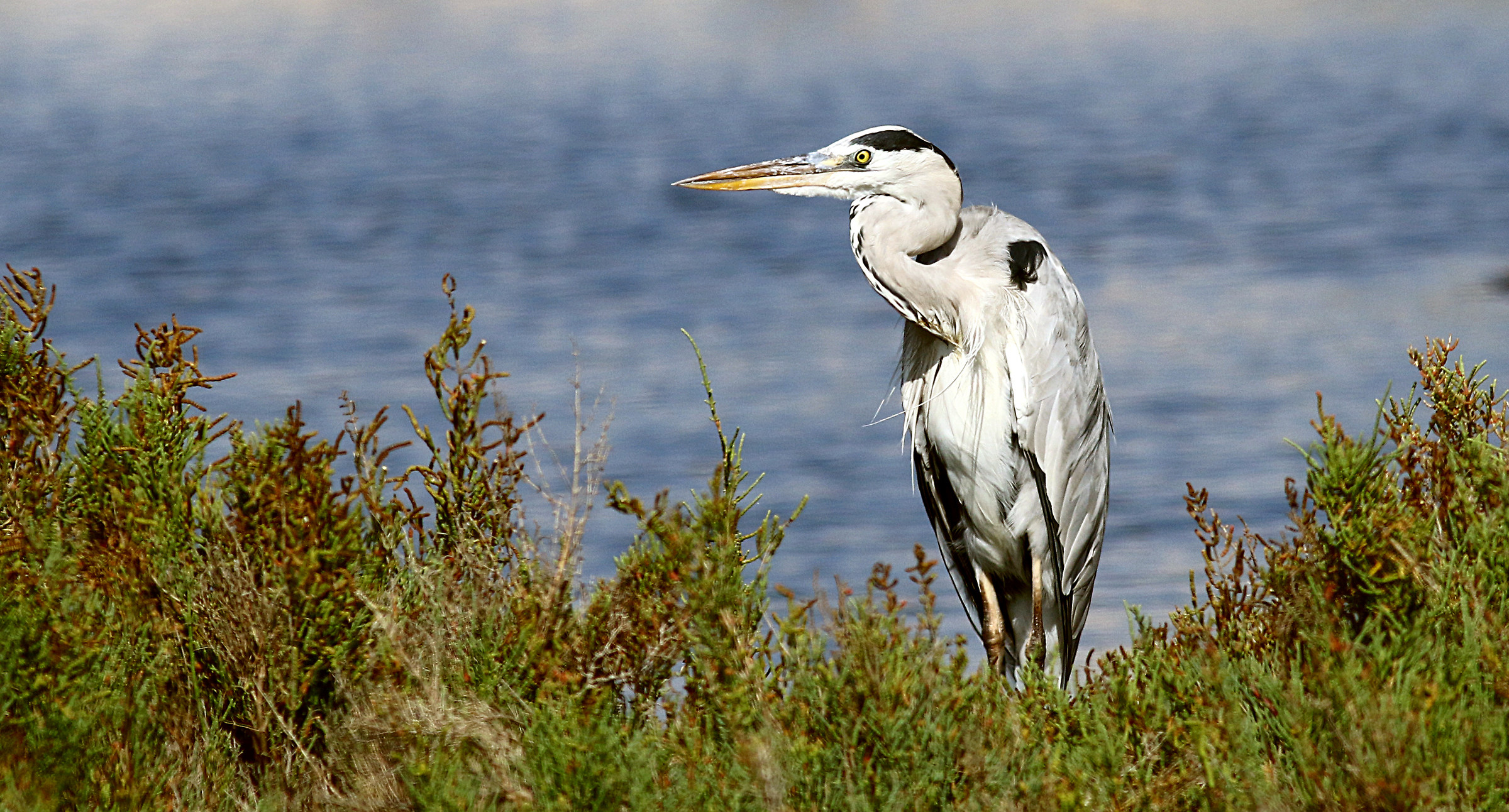 Profilo di Airone Grigio.