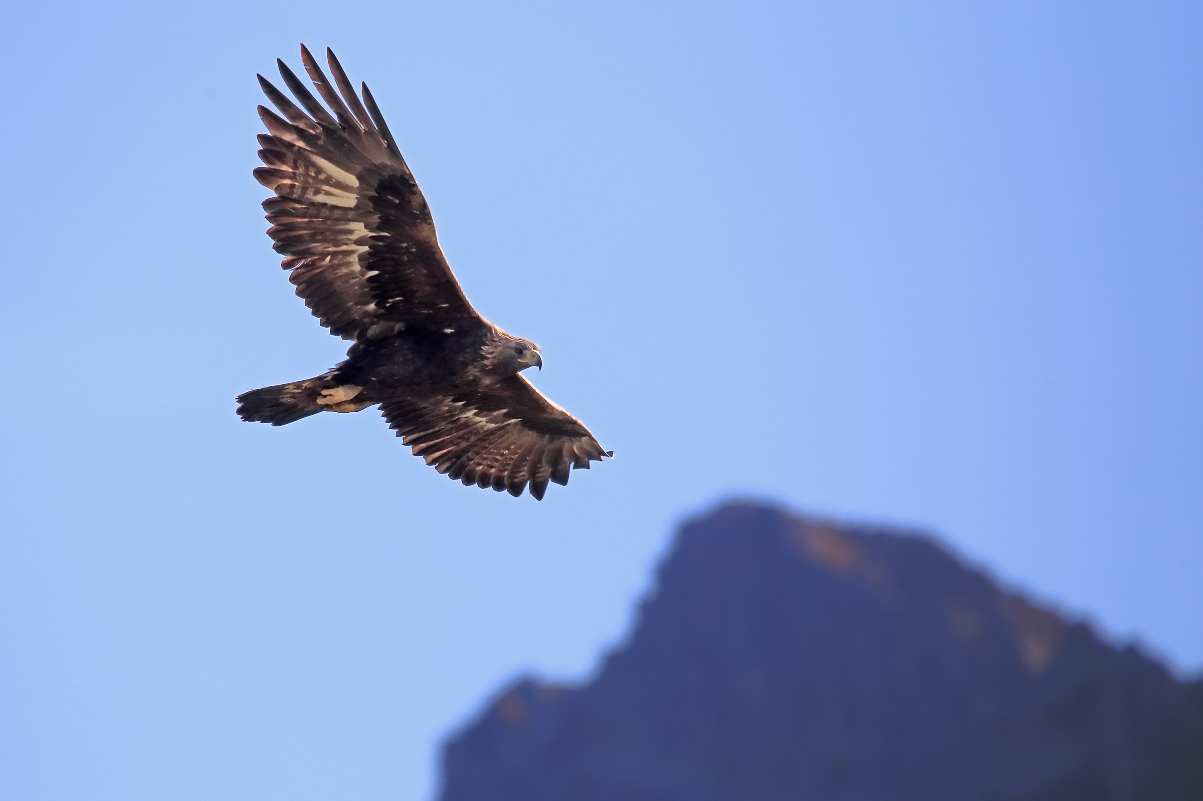 golden eagle on the Cuneo mountains