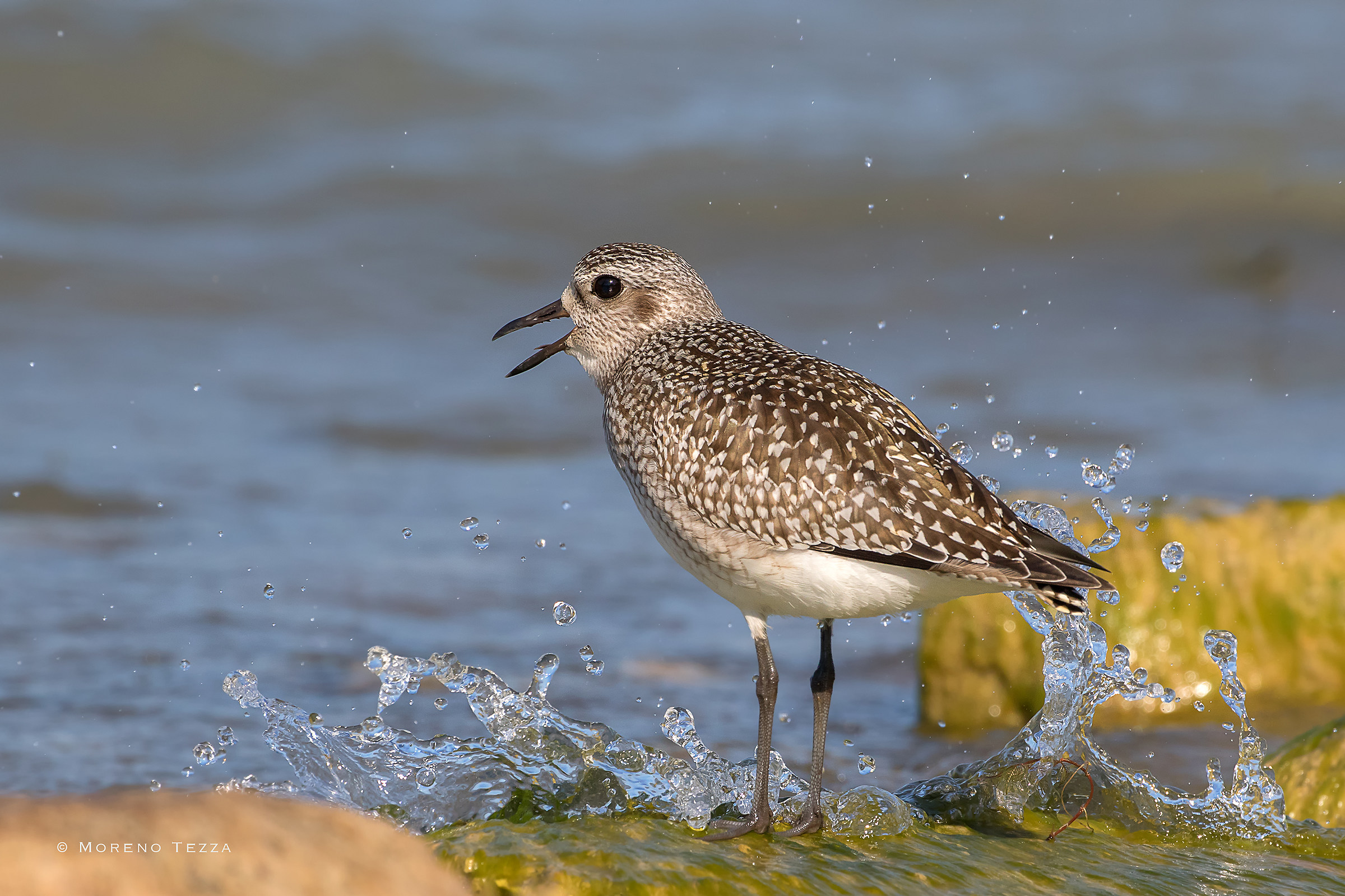 Plover: "Ondaaaaaaaa ...."