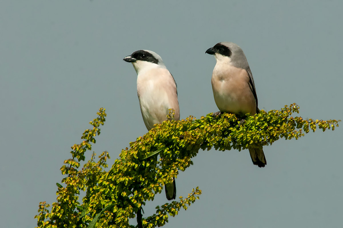 of Grey Shrike couple