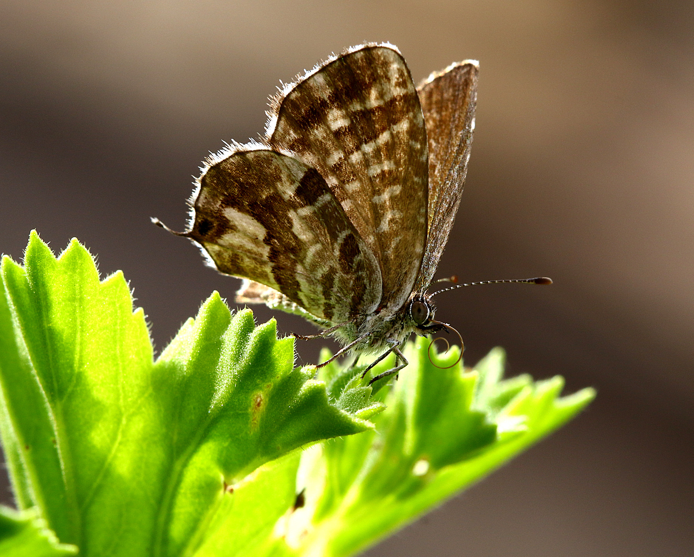 Butterfly of Gerani contraluce.